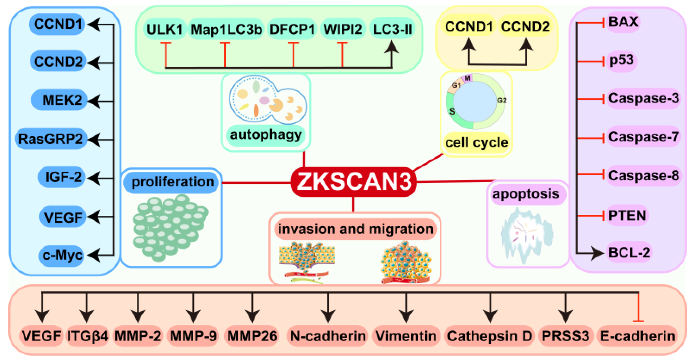Biomolecules 15 01016 g003 Biomolecules 15 01016 g003