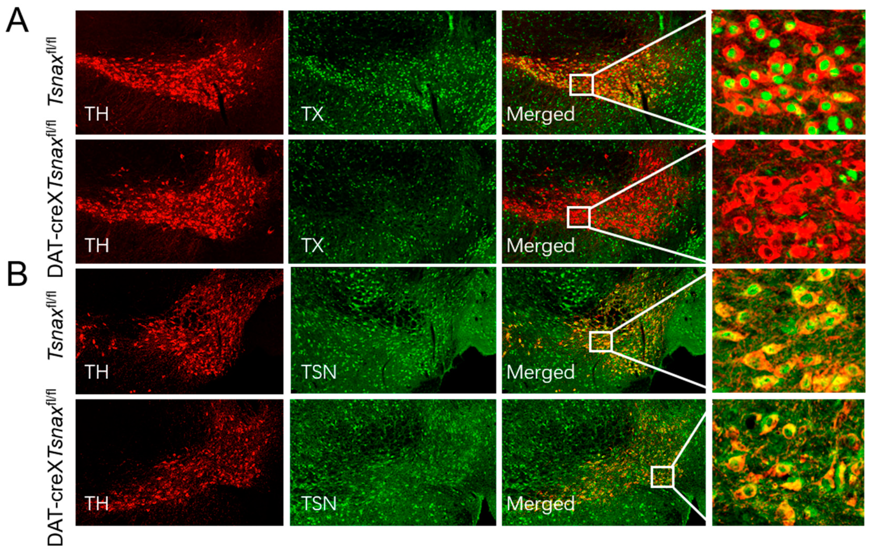 Biomolecules 15 01040 g001