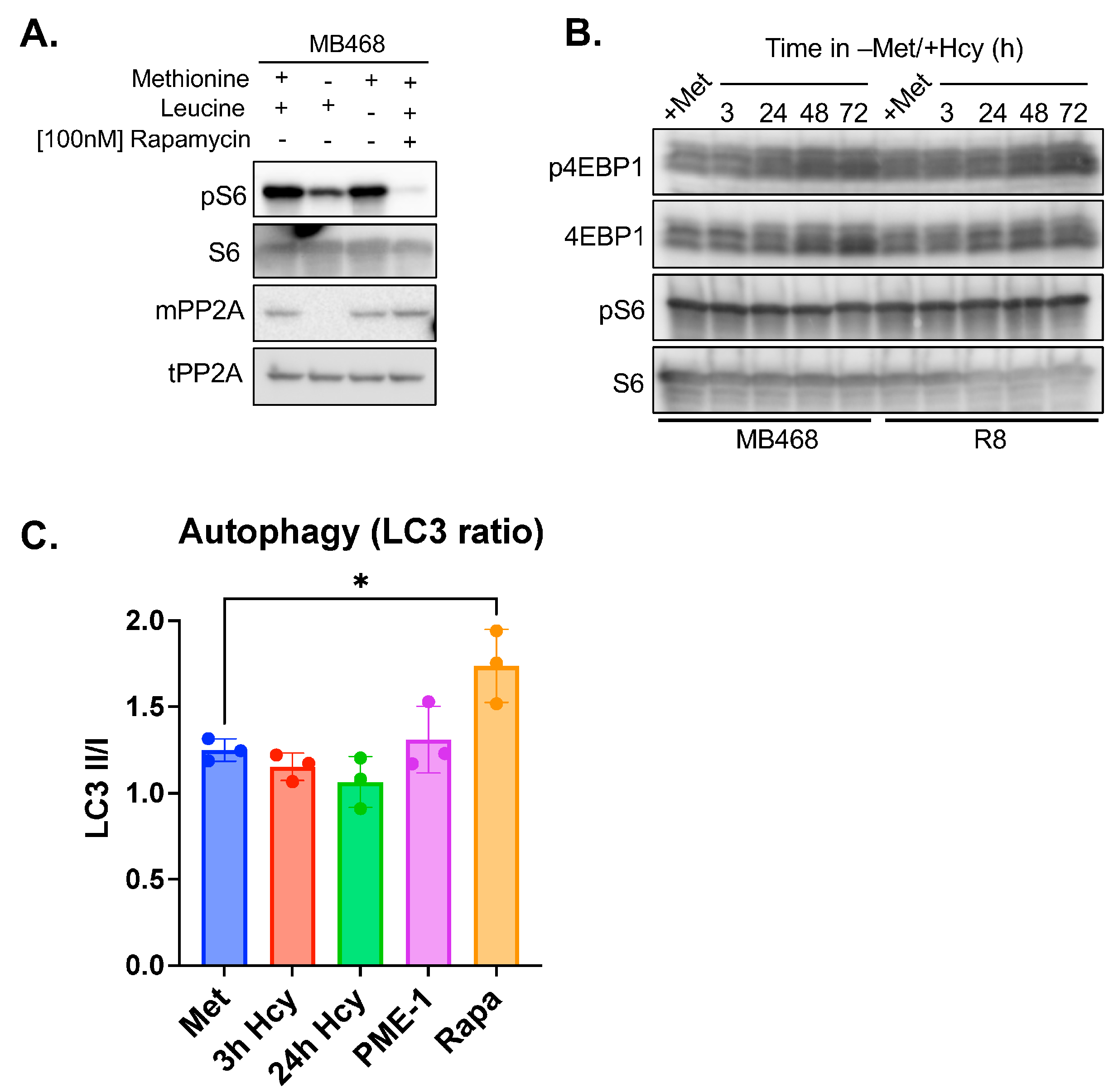 Biomolecules 15 01210 g005 Biomolecules 15 01210 g005