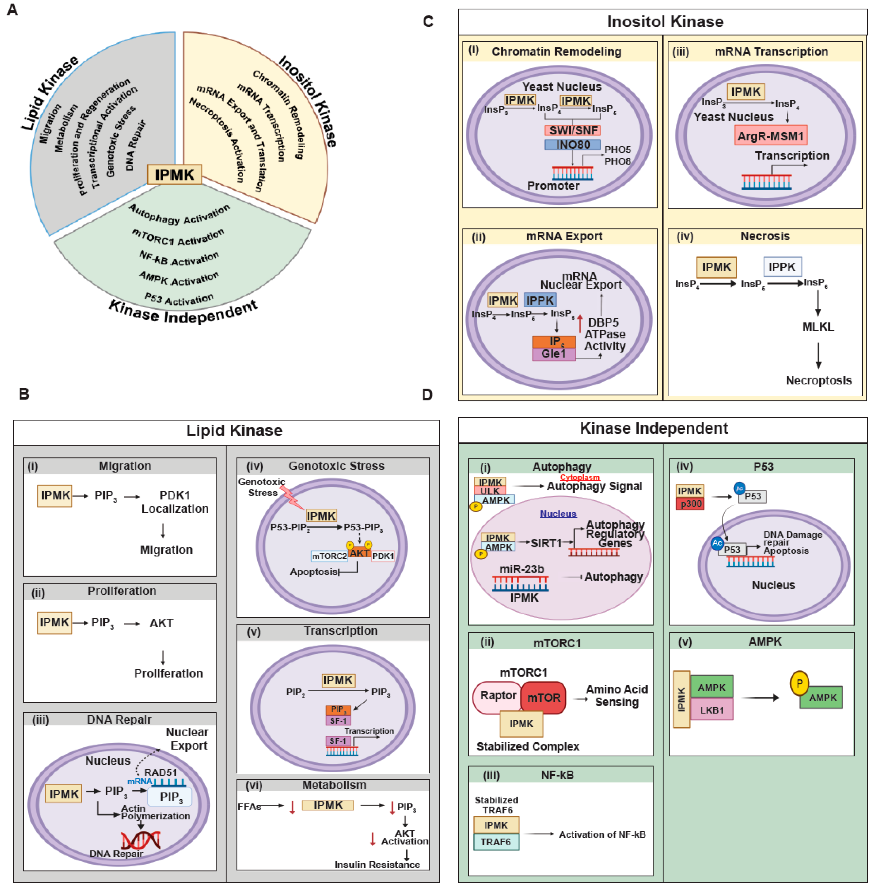 Biomolecules 15 01266 g003 Biomolecules 15 01266 g003