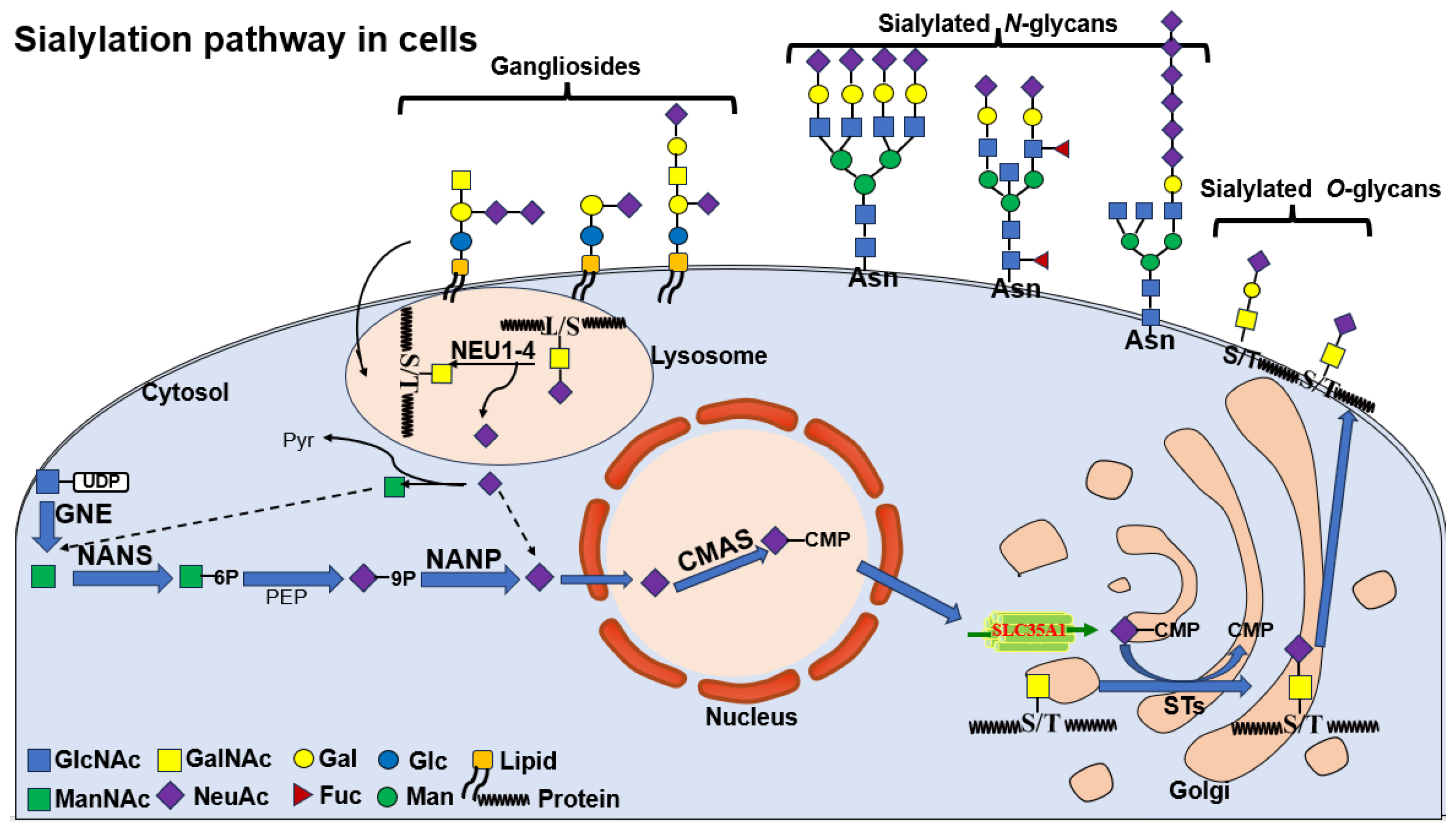 Biomolecules 15 01375 g002 Biomolecules 15 01375 g002