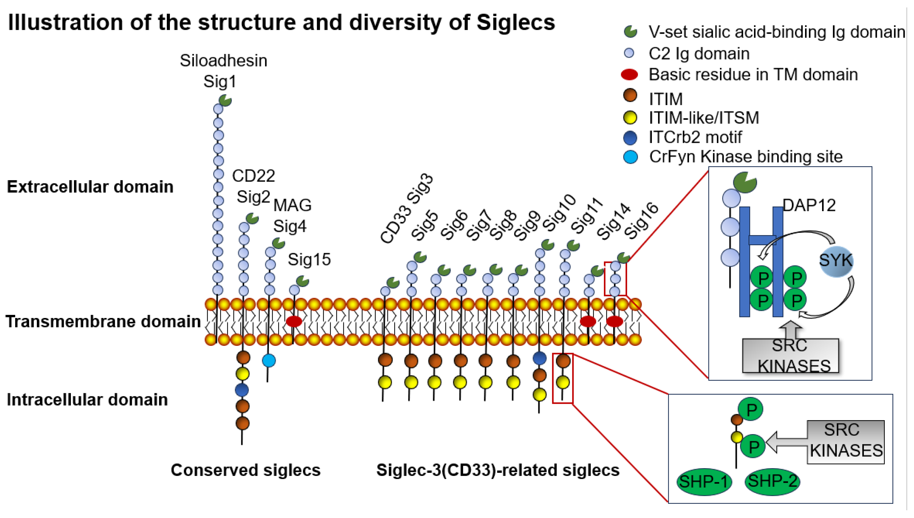 Biomolecules 15 01375 g003 Biomolecules 15 01375 g003