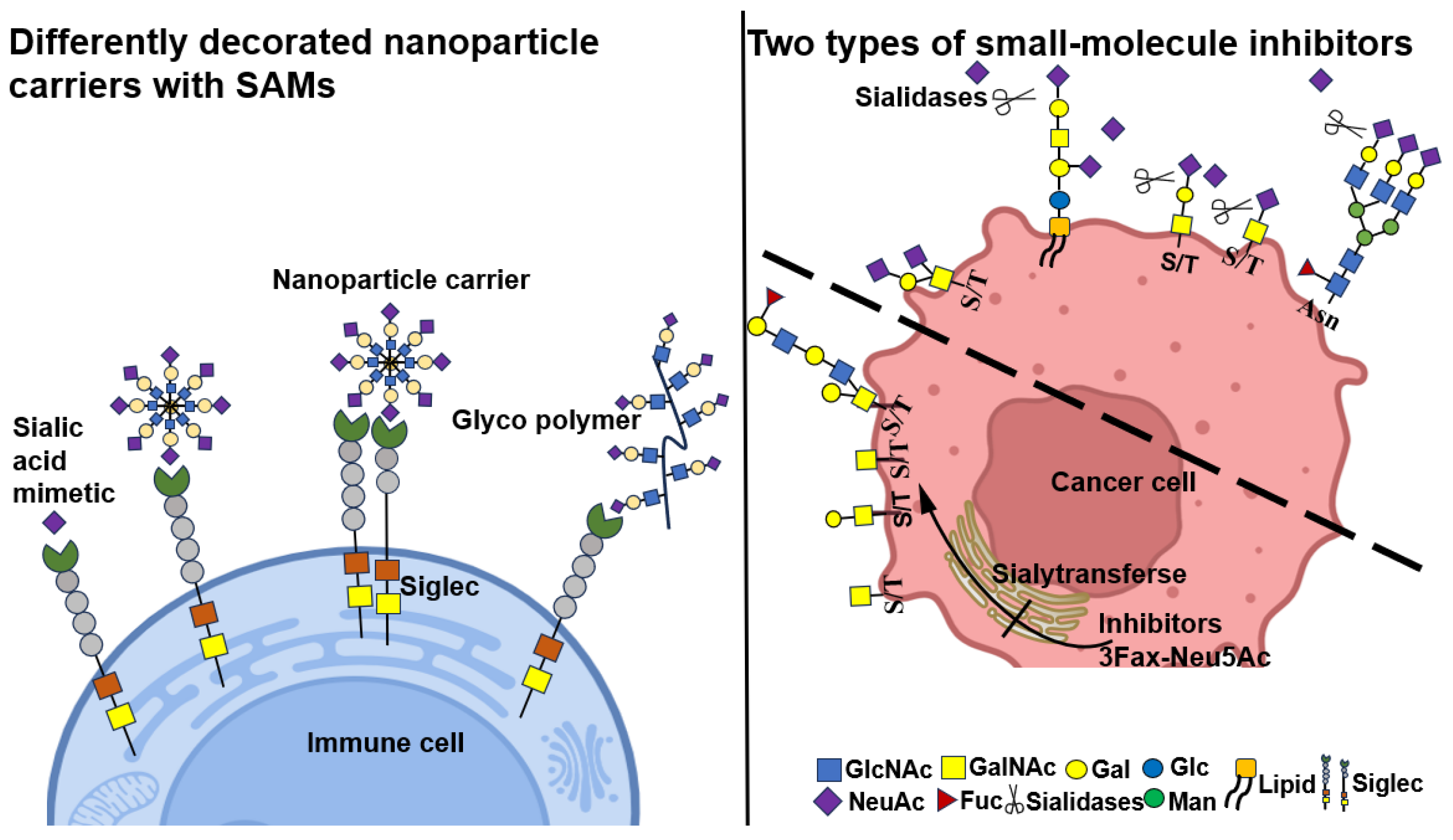 Biomolecules 15 01375 g006 Biomolecules 15 01375 g006