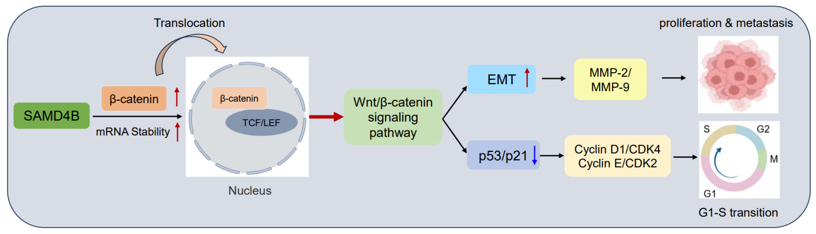 Biomolecules 15 01423 g008 Biomolecules 15 01423 g008