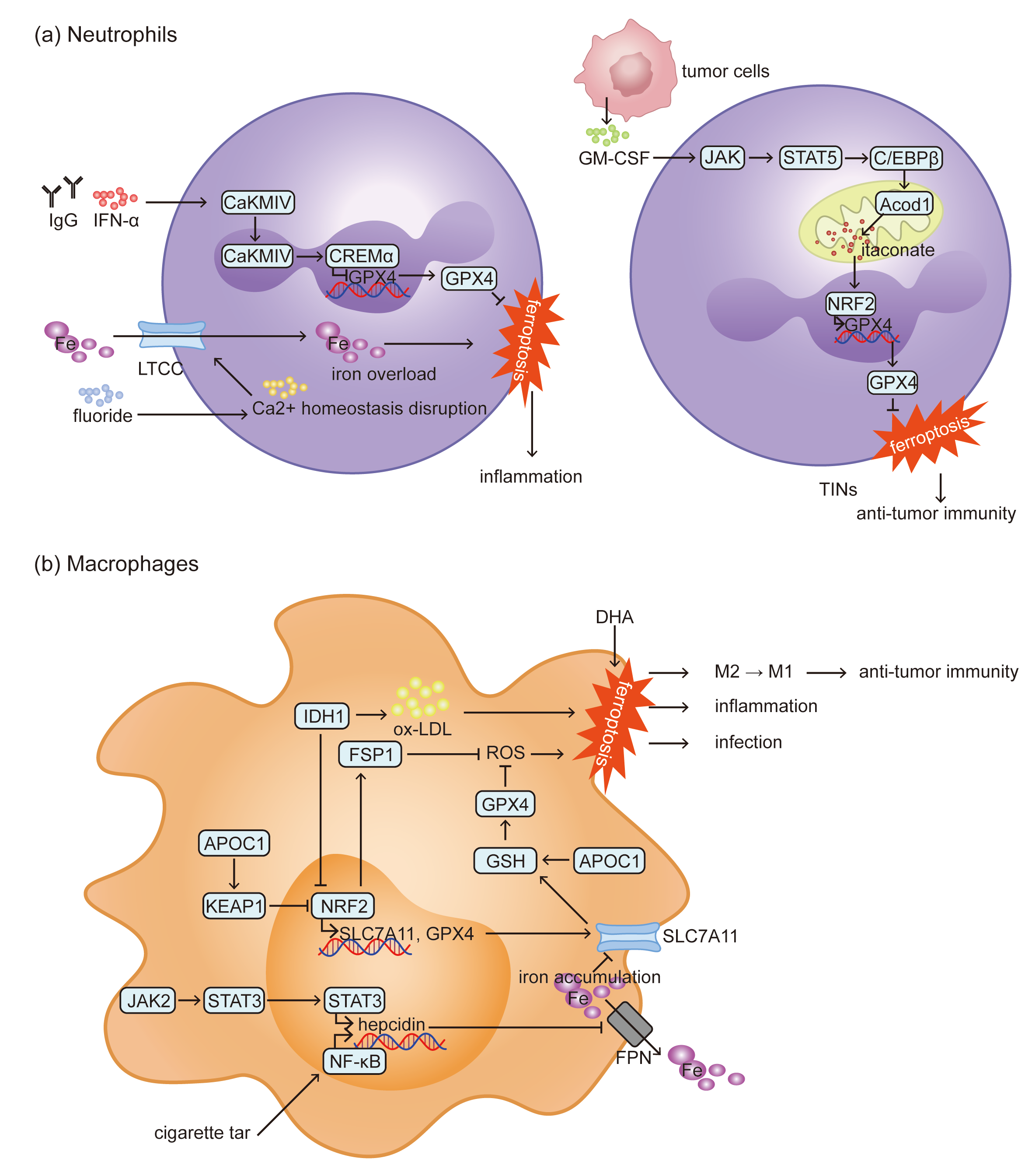 Biomolecules 15 01464 g001 Biomolecules 15 01464 g001