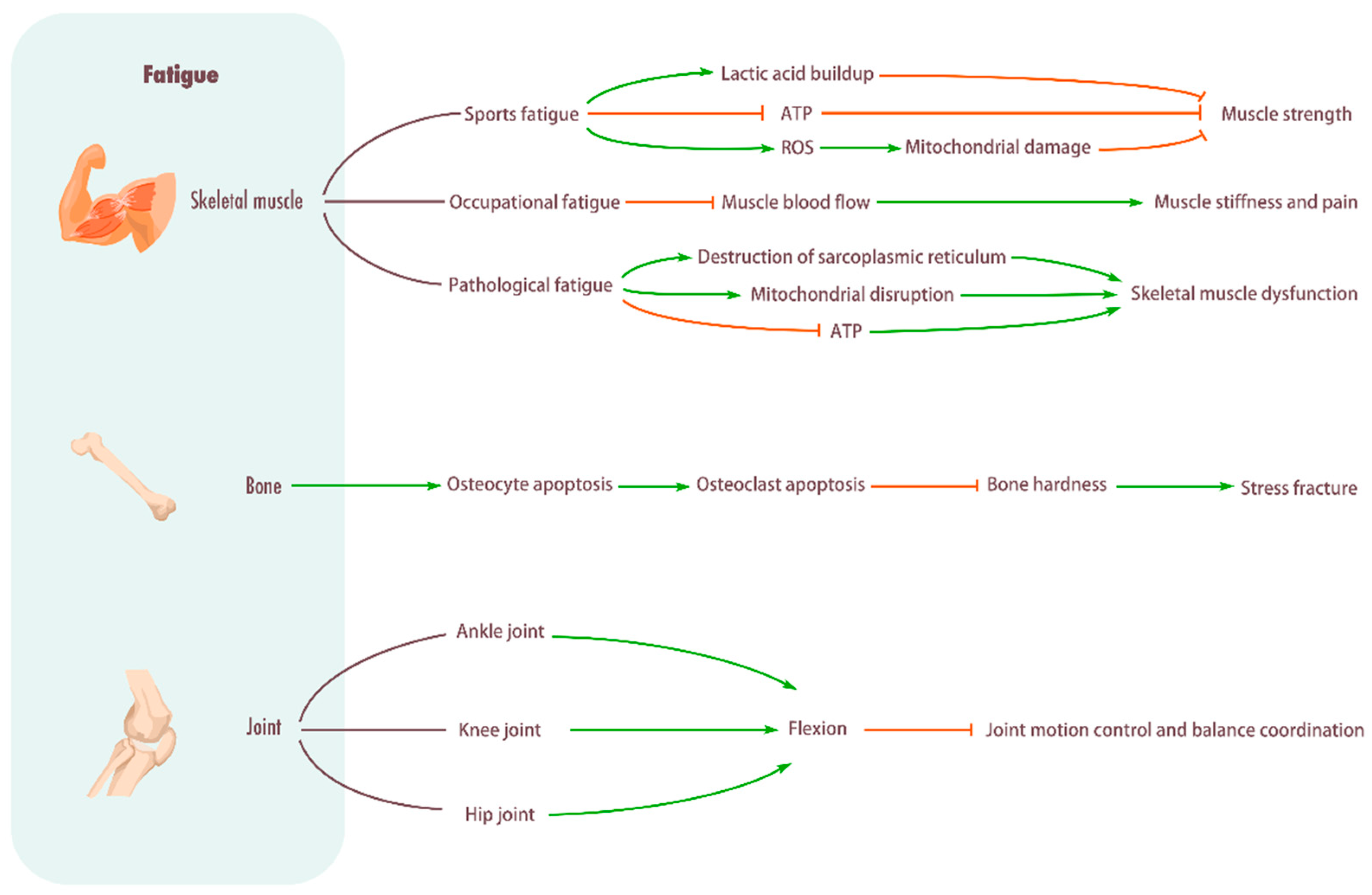 Biomolecules 15 01476 g001 Biomolecules 15 01476 g001