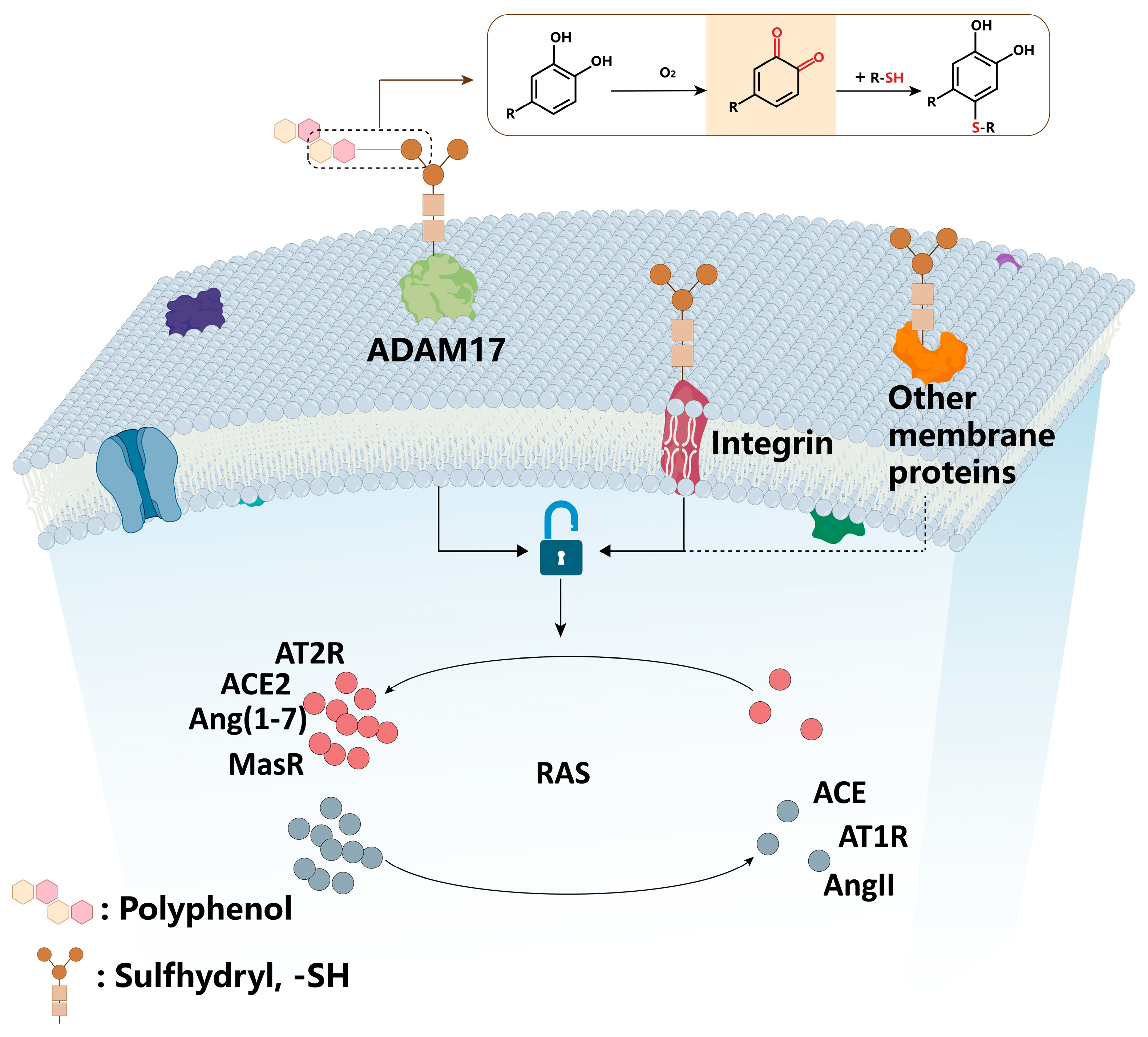 Biomolecules 15 01541 g004 Biomolecules 15 01541 g004