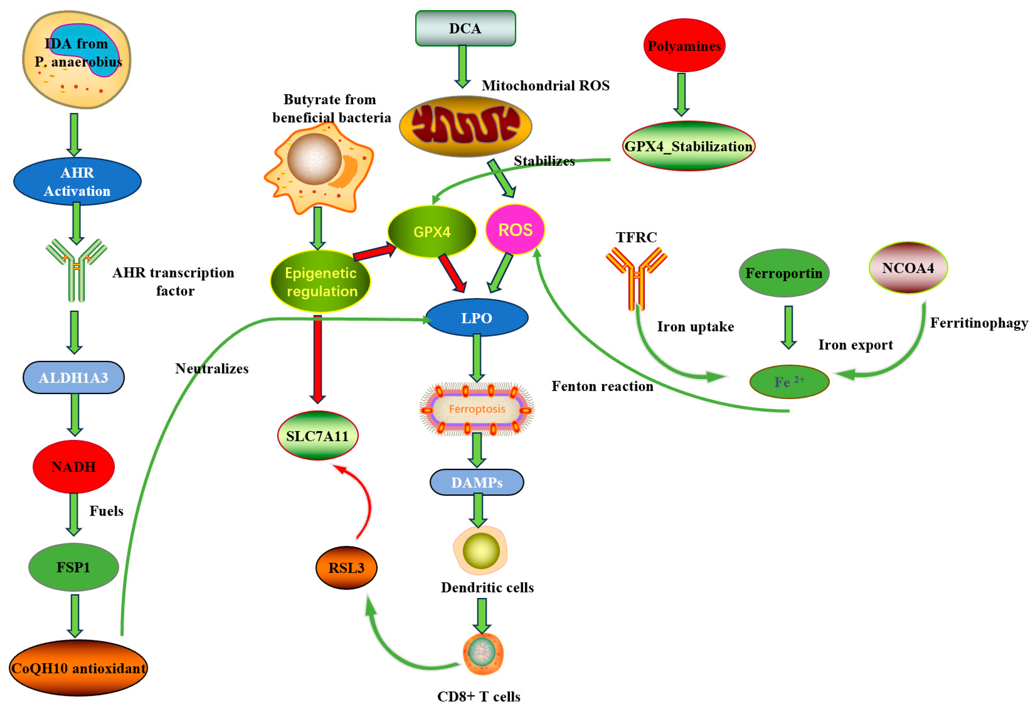 Biomolecules 15 01546 g001 Biomolecules 15 01546 g001