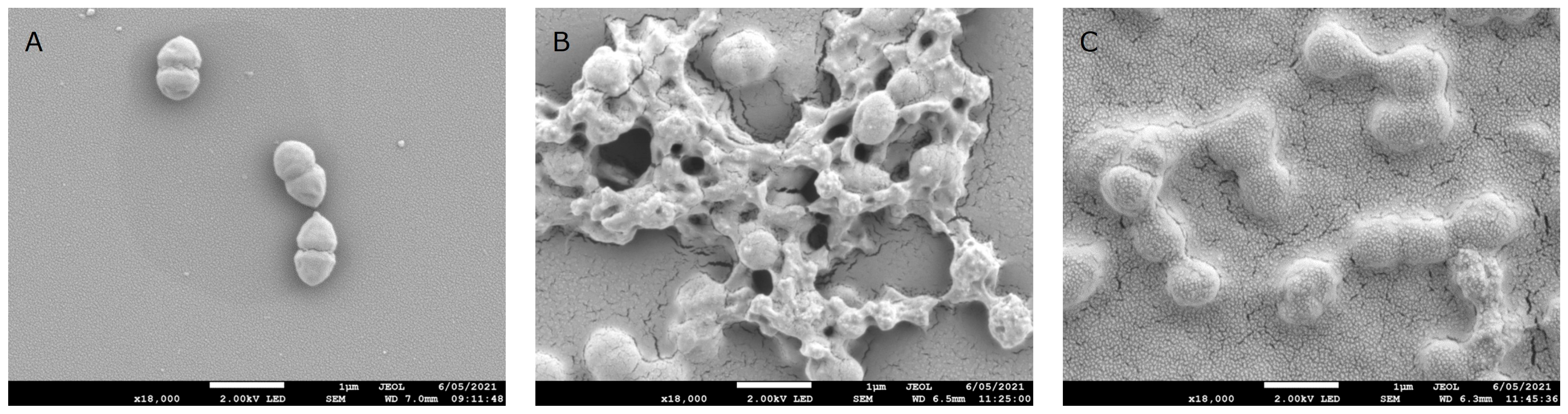 Biomolecules 15 01656 g002 Biomolecules 15 01656 g002