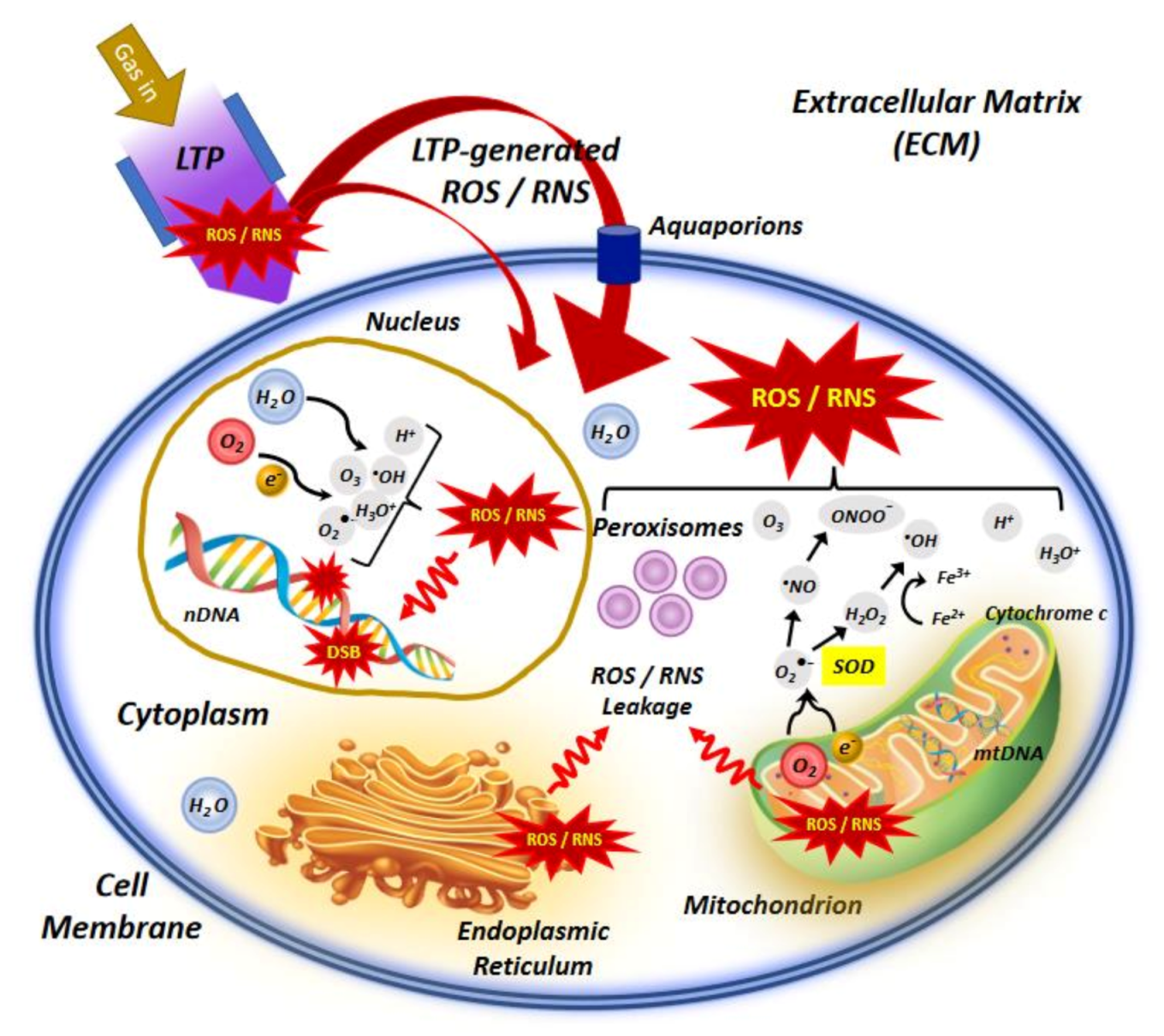 Biophysica 01 00005 g002