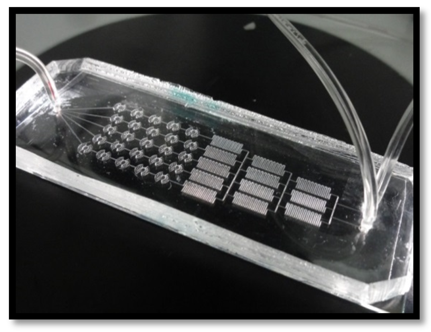 Biophysica 01 00010 g002 Biophysica 01 00010 g002