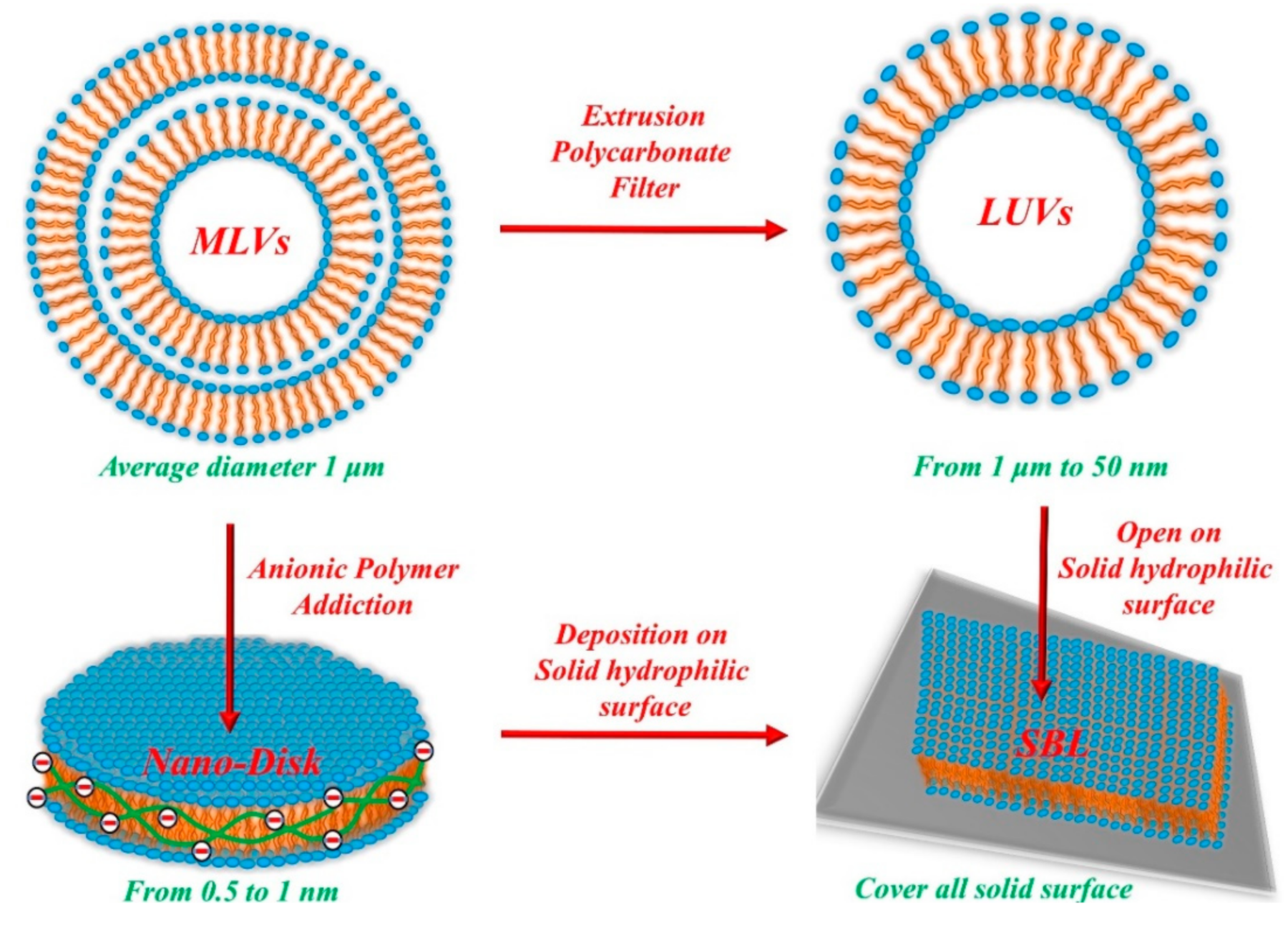 Biophysica 01 00011 g003 Biophysica 01 00011 g003