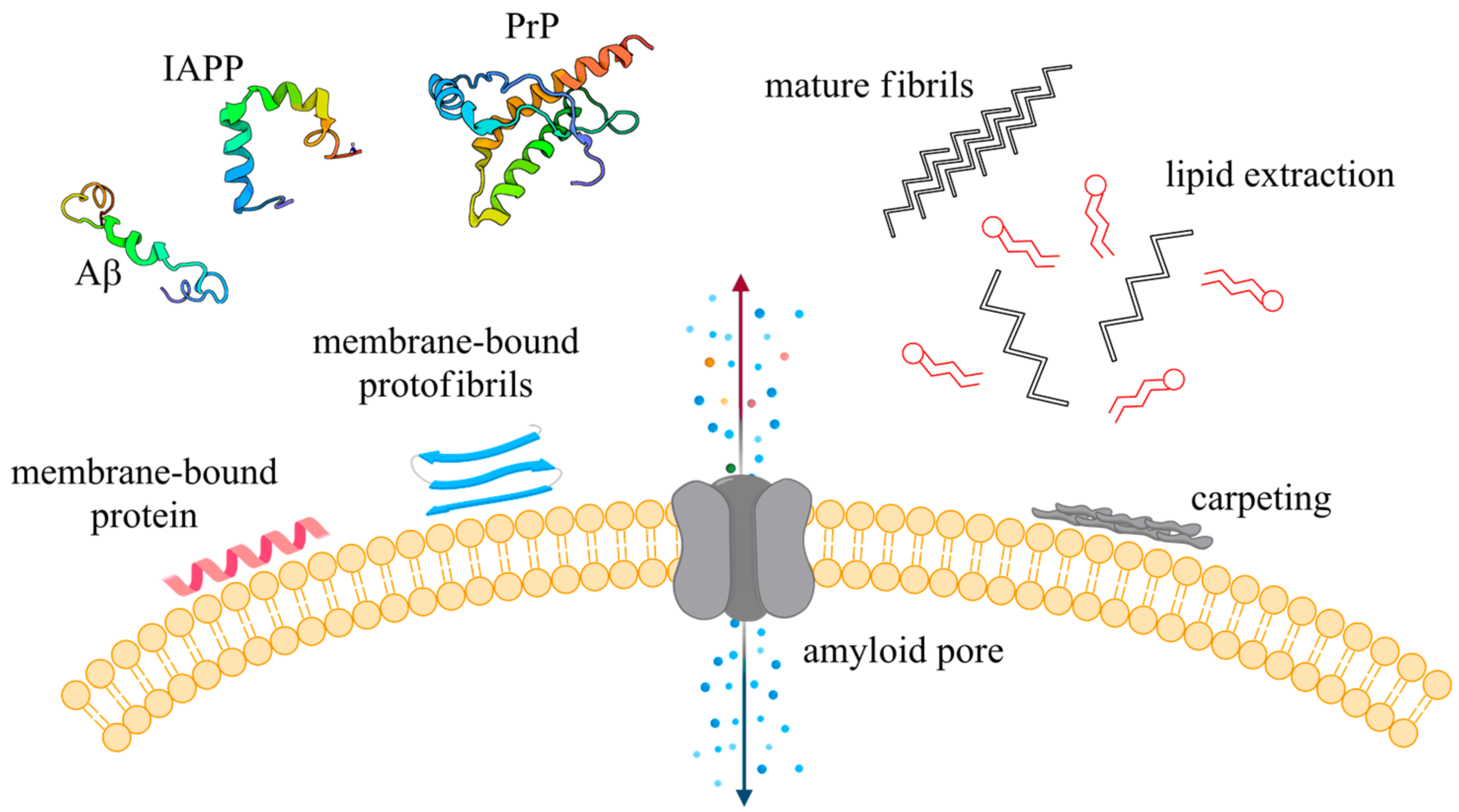 Biophysica 01 00011 g004 Biophysica 01 00011 g004