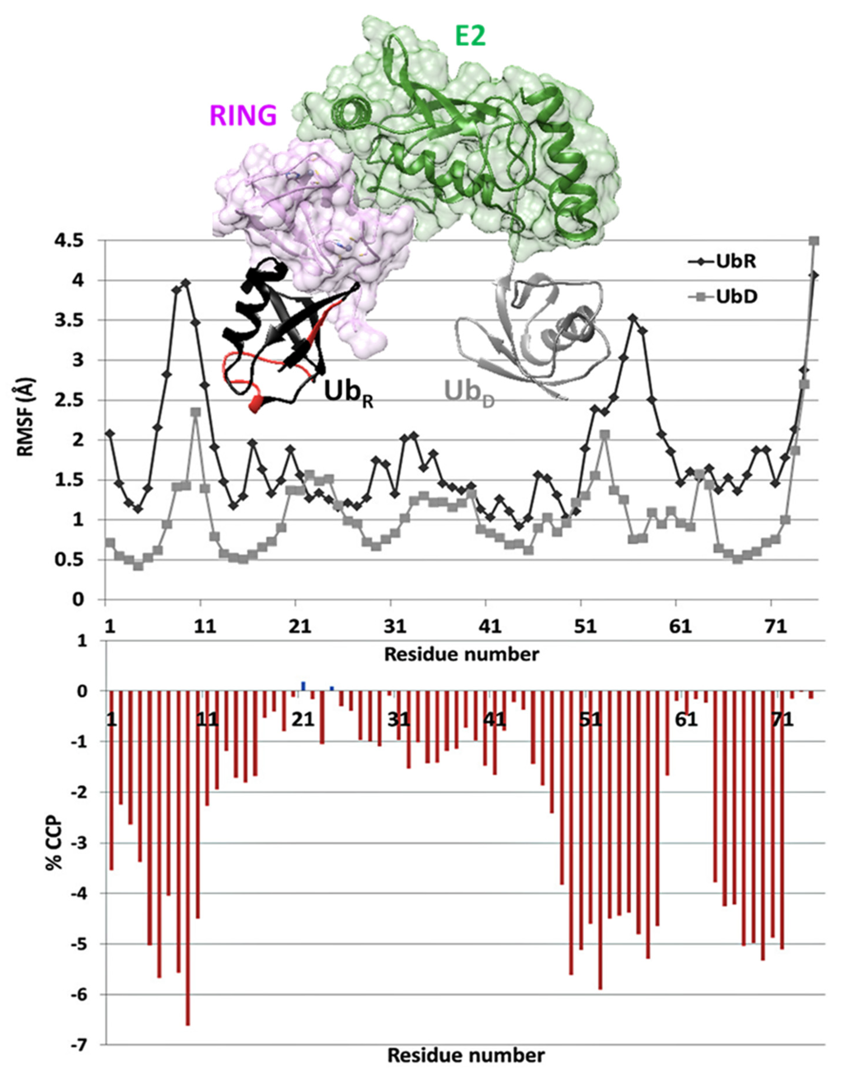 Biophysica 01 00012 g005 Biophysica 01 00012 g005