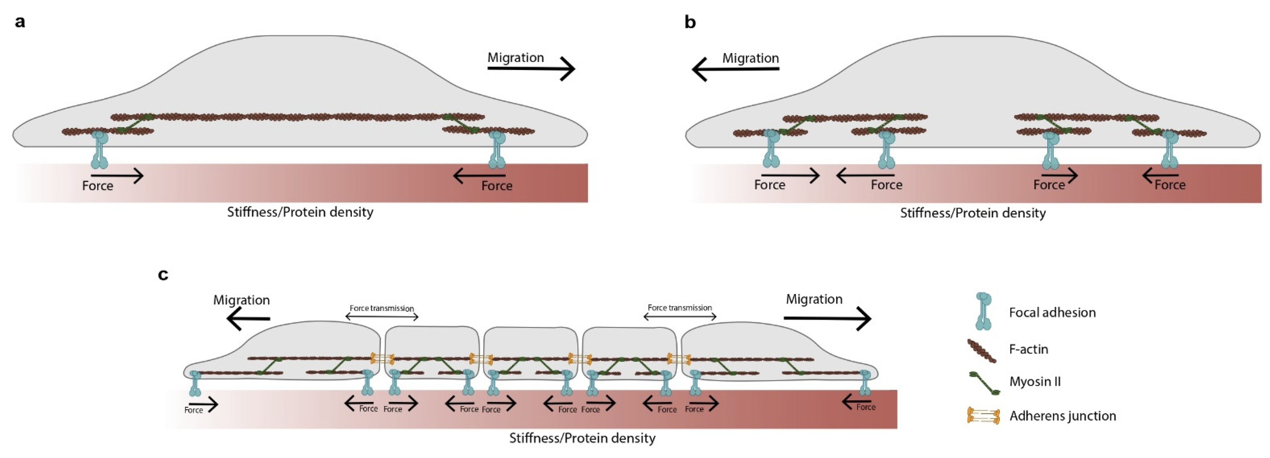 Biophysica | Free Full-Text | The Forces behind Directed Cell Migration