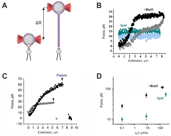 Single Molecule Studies Using Optical Tweezers A Step Size Of Kinesin