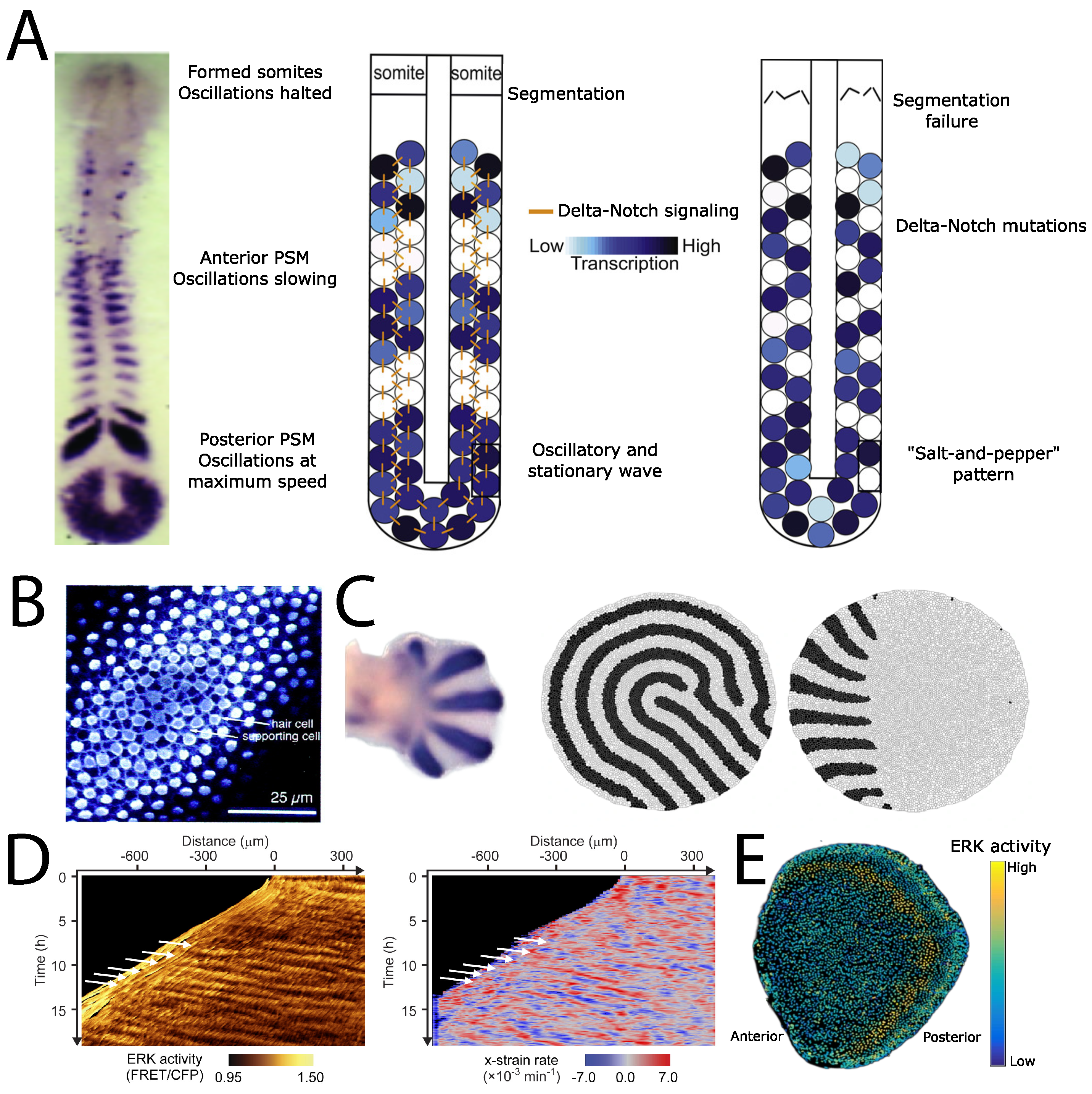 Biophysica 03 00022 g002 Biophysica 03 00022 g002