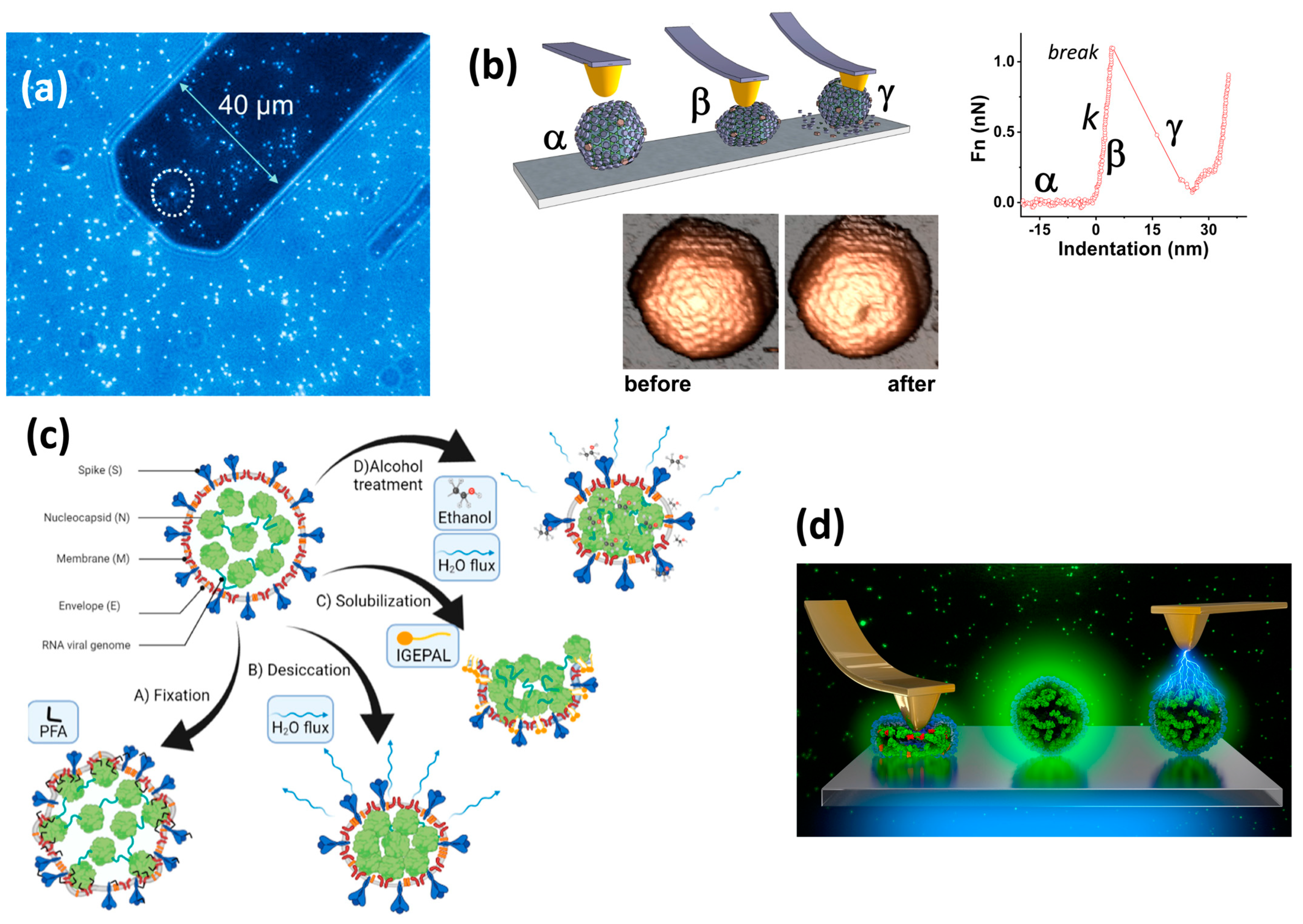 Biophysica 03 00041 g002