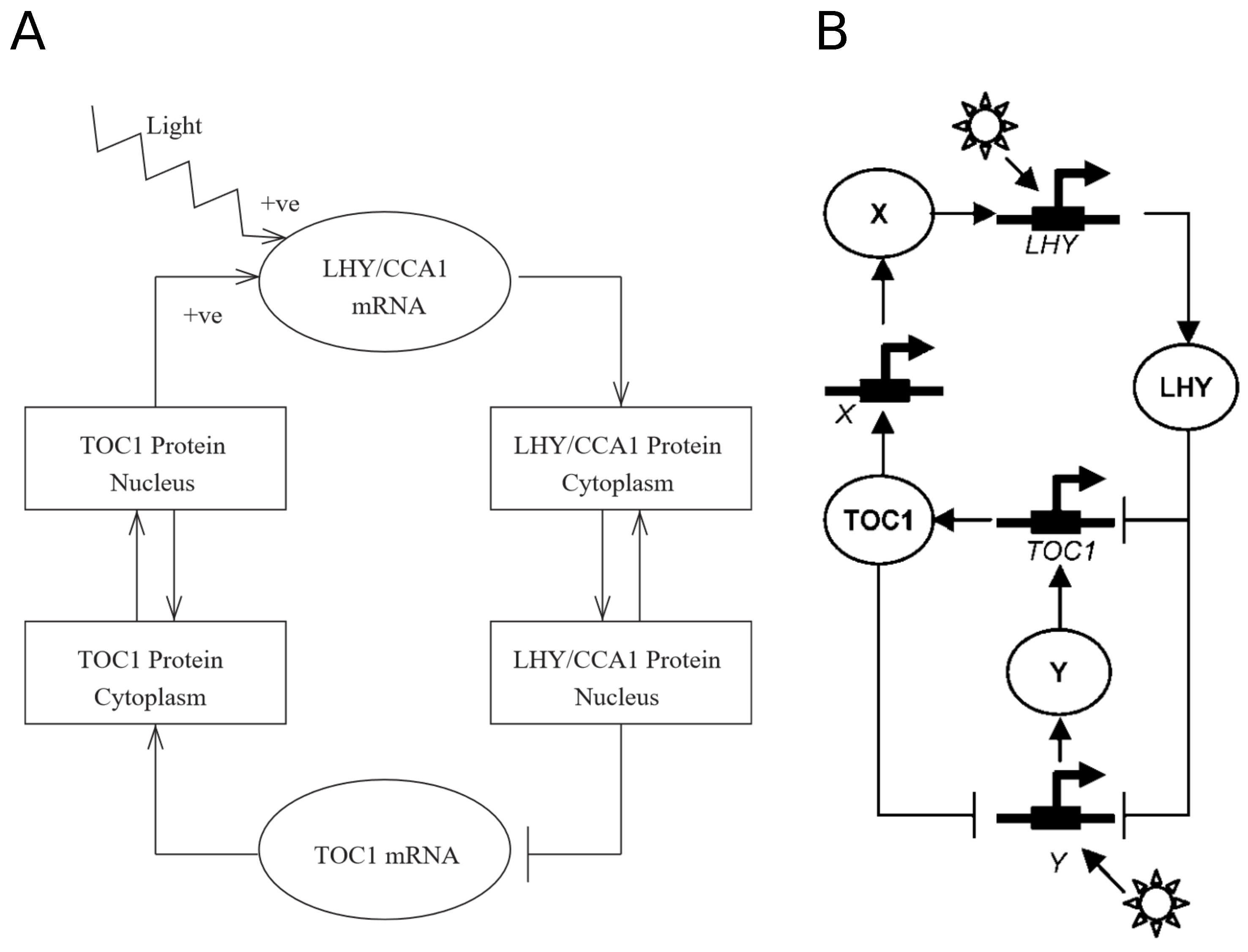 Biophysica 04 00019 g001