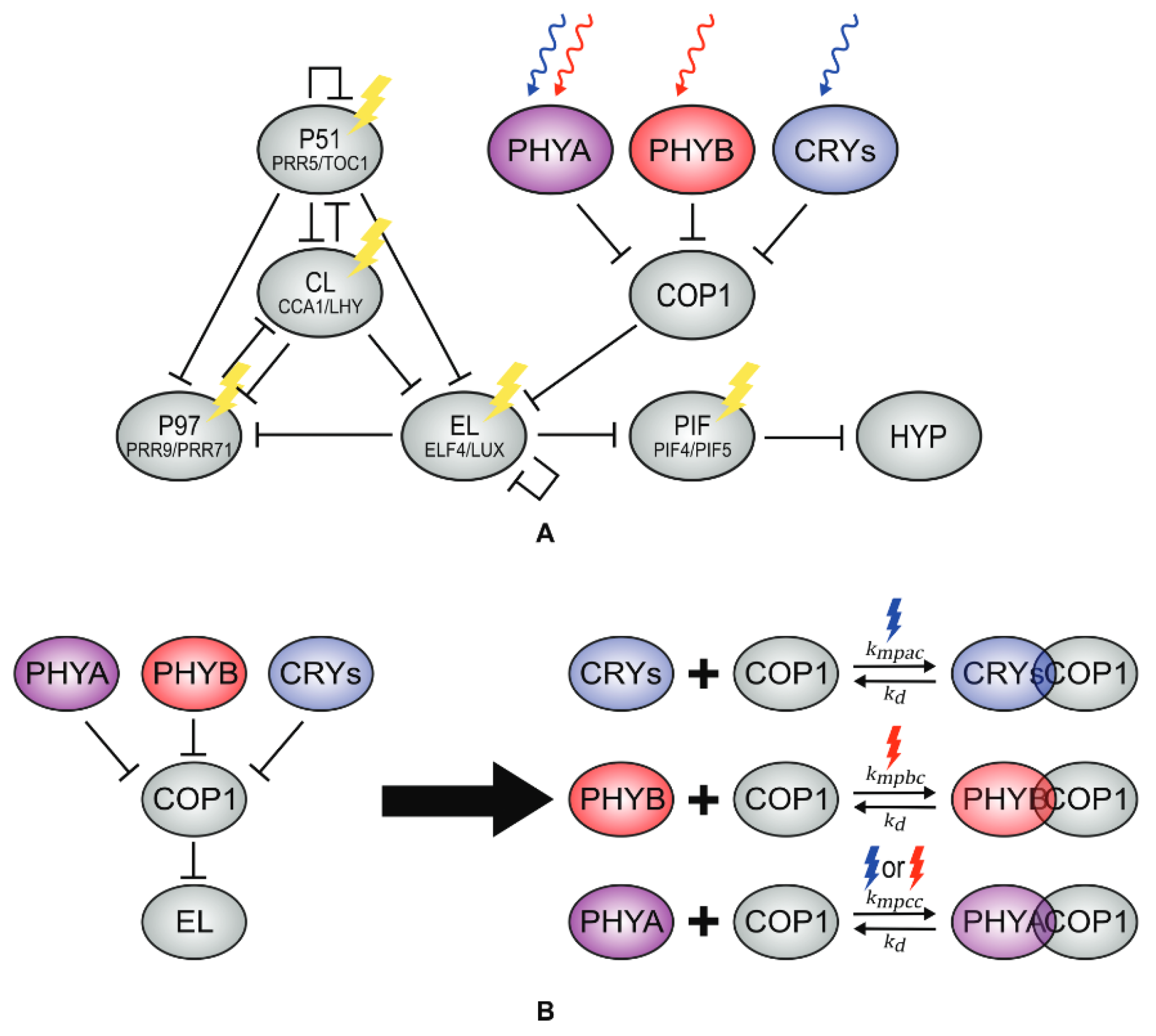 Biophysica 04 00019 g011
