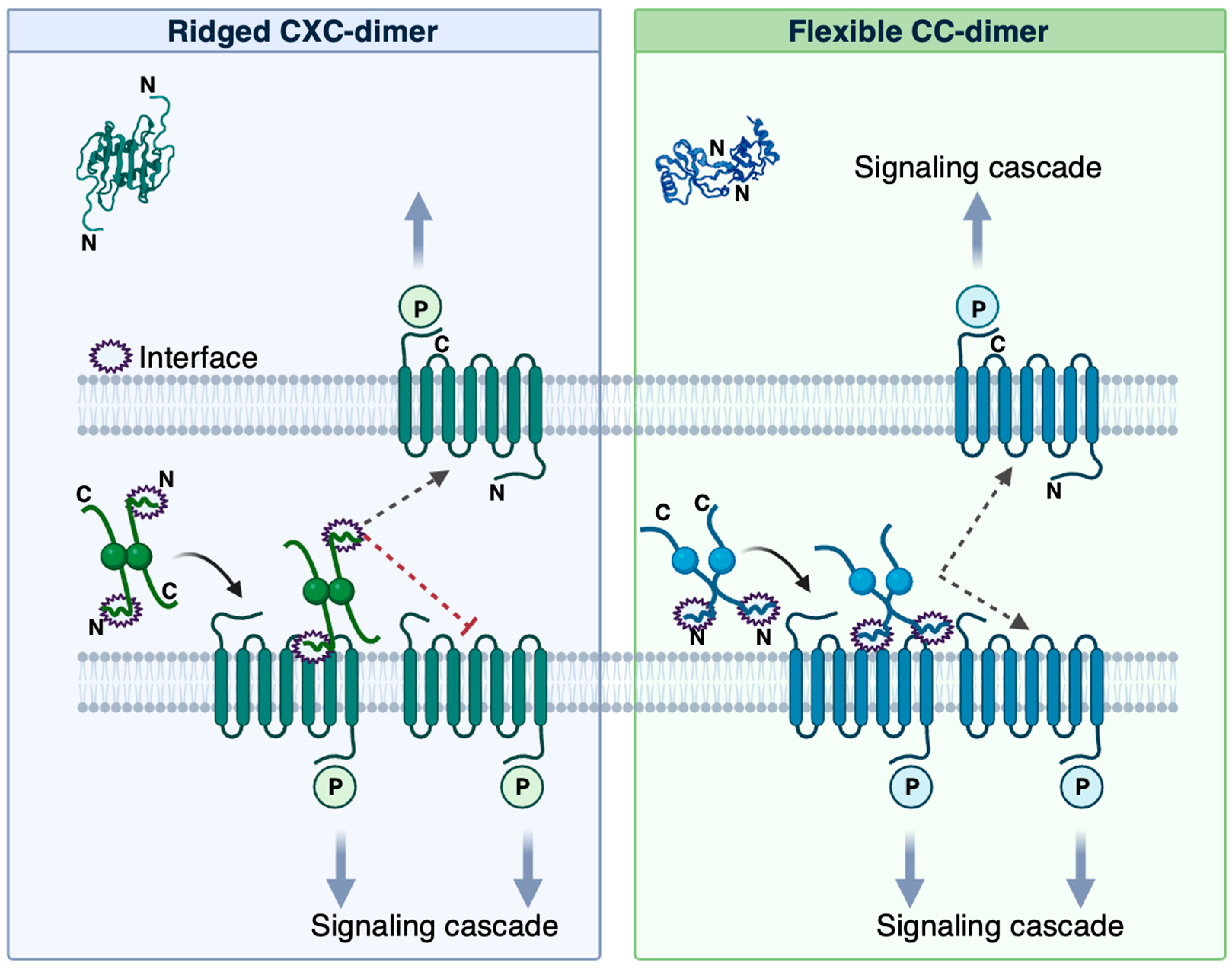 Biophysica 04 00037 g004