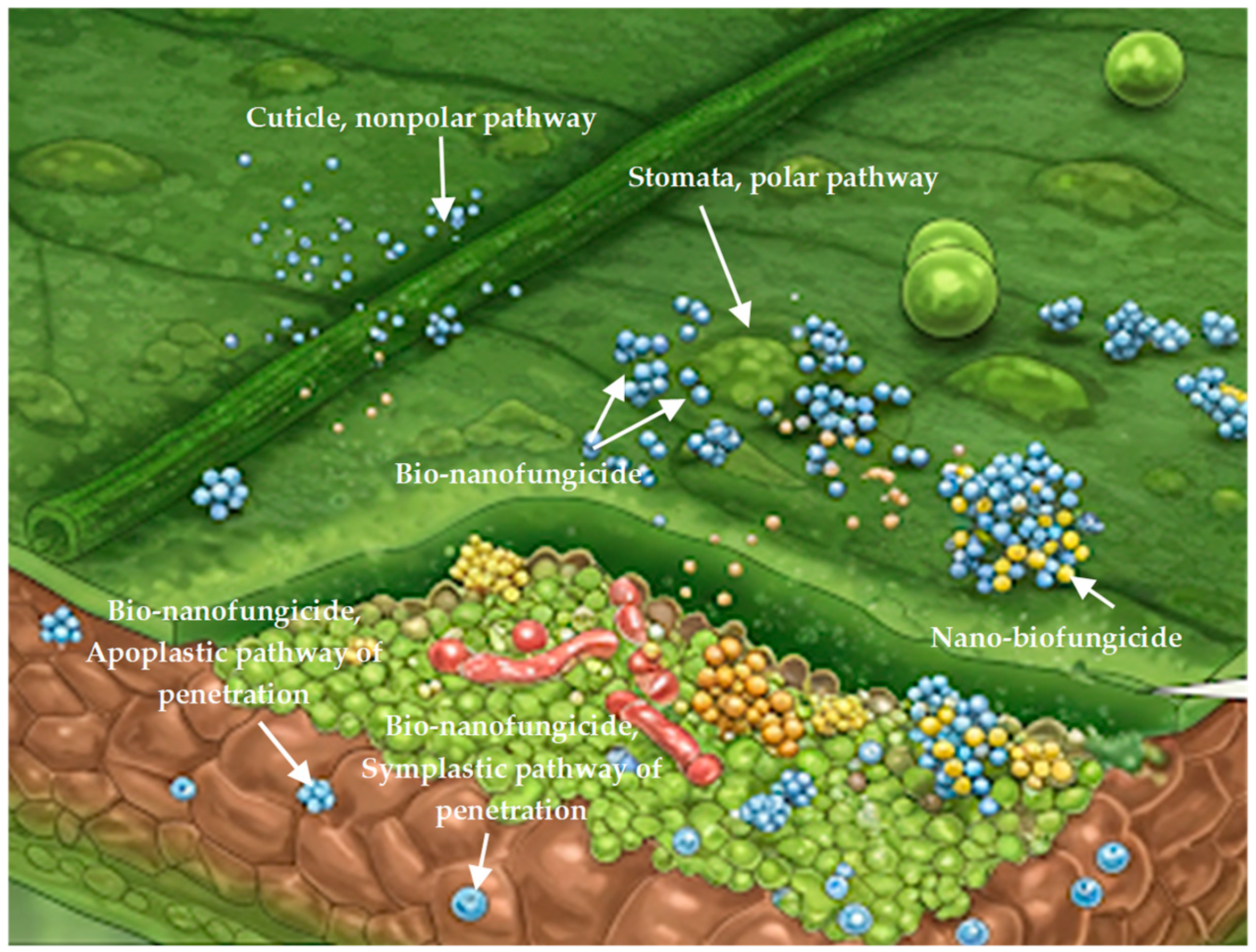 Biophysica 05 00015 g003
