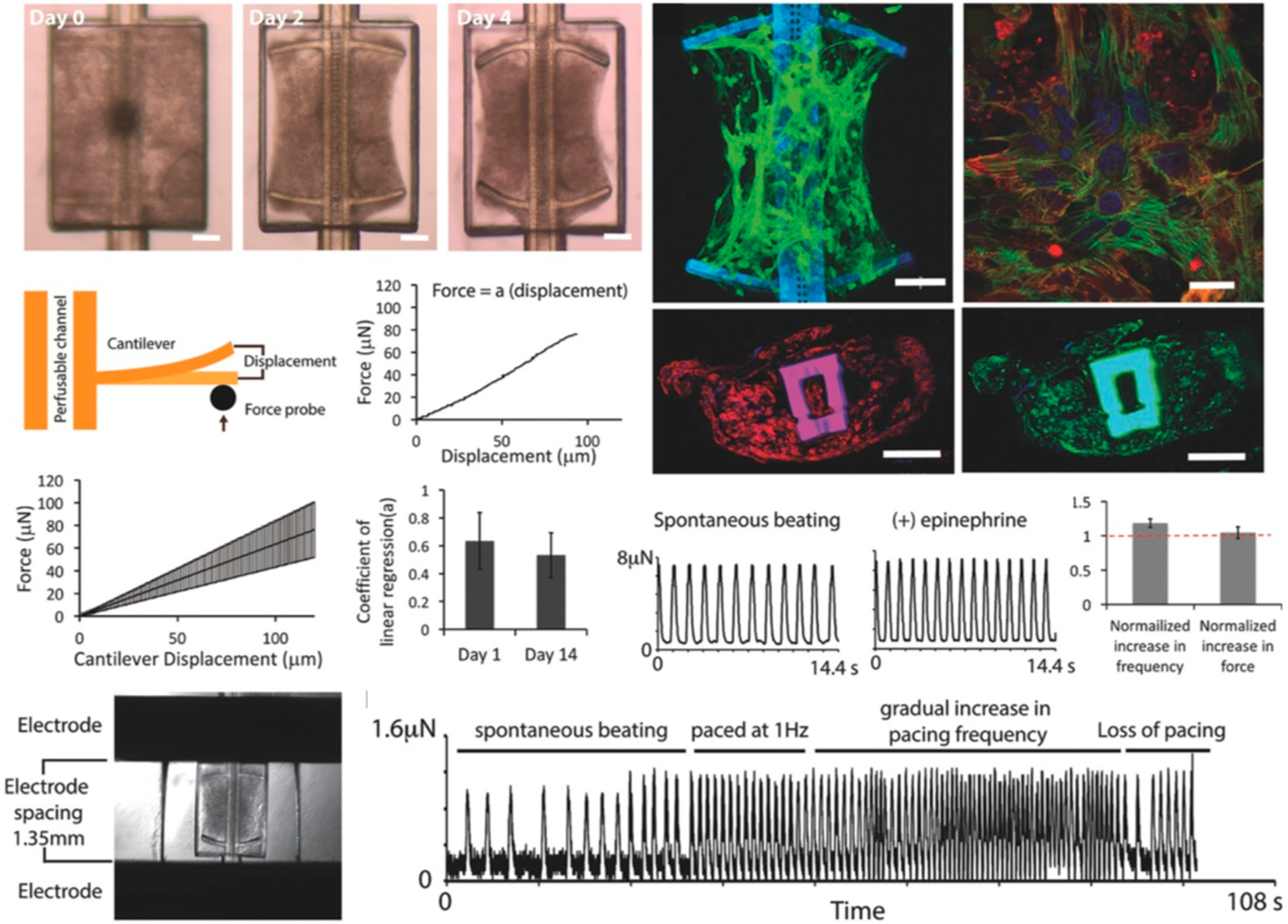 Biosensors 09 00110 g011