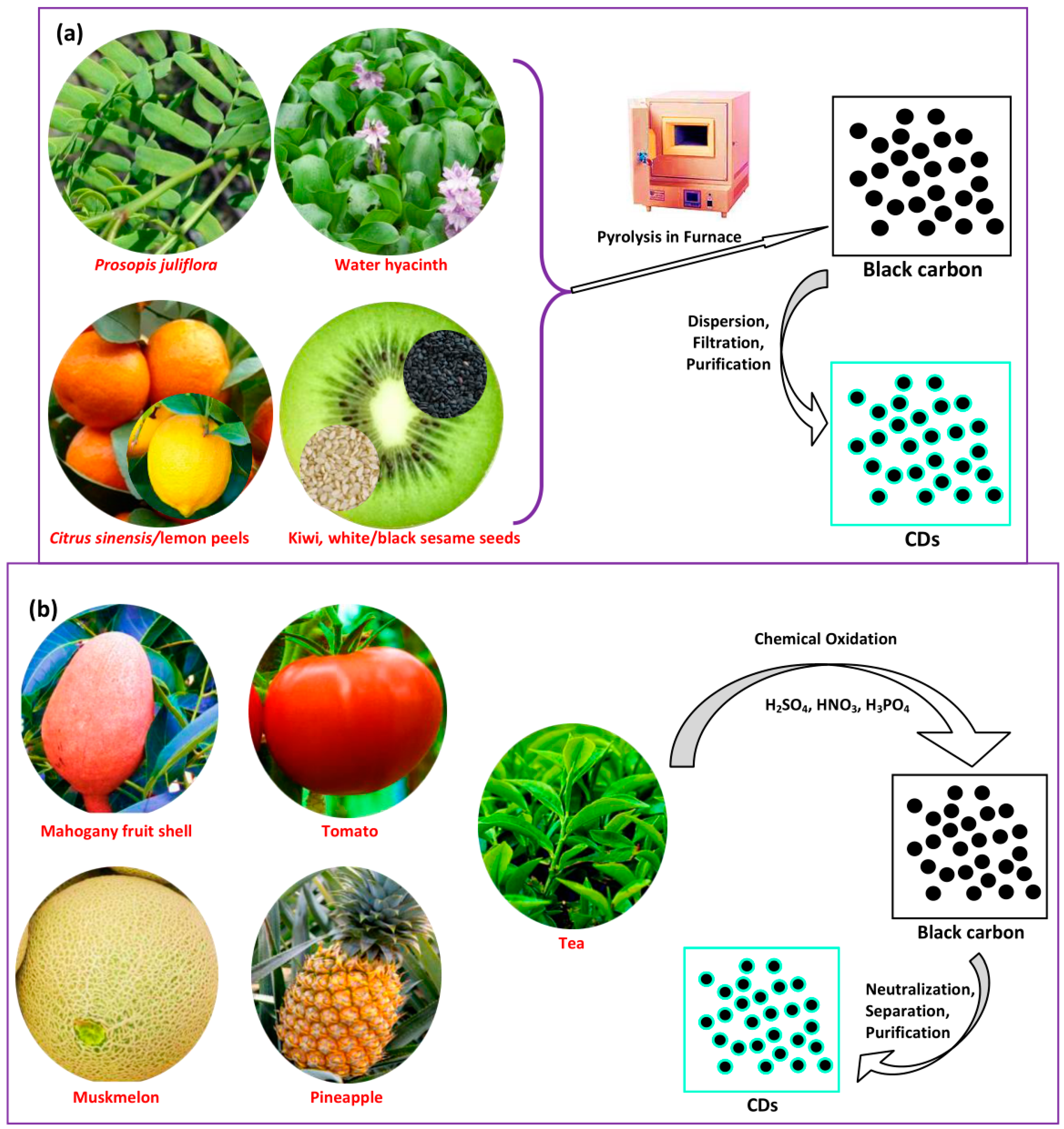 Biosensors Free Full Text Plant Part Derived Carbon Dots For Biosensing Html