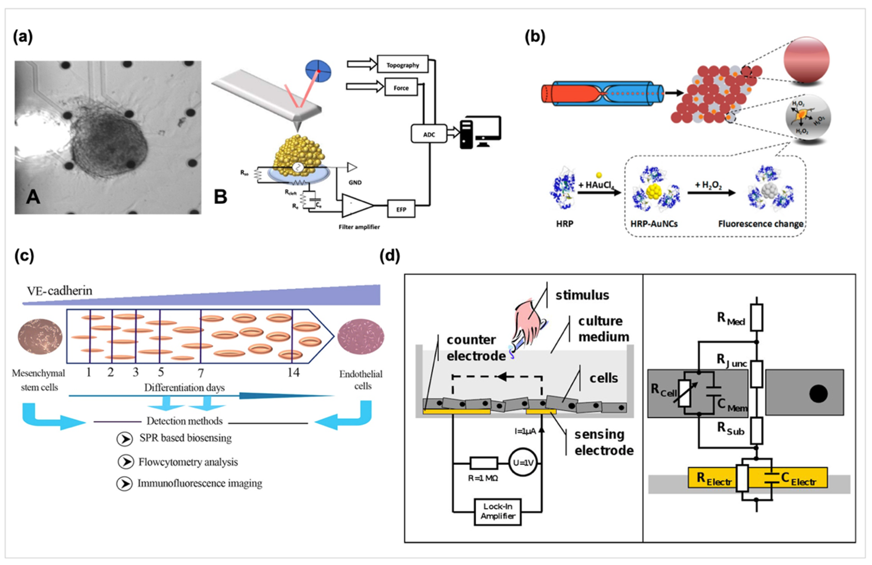 biosensors free full text the current trends of biosensors in tissue engineering html