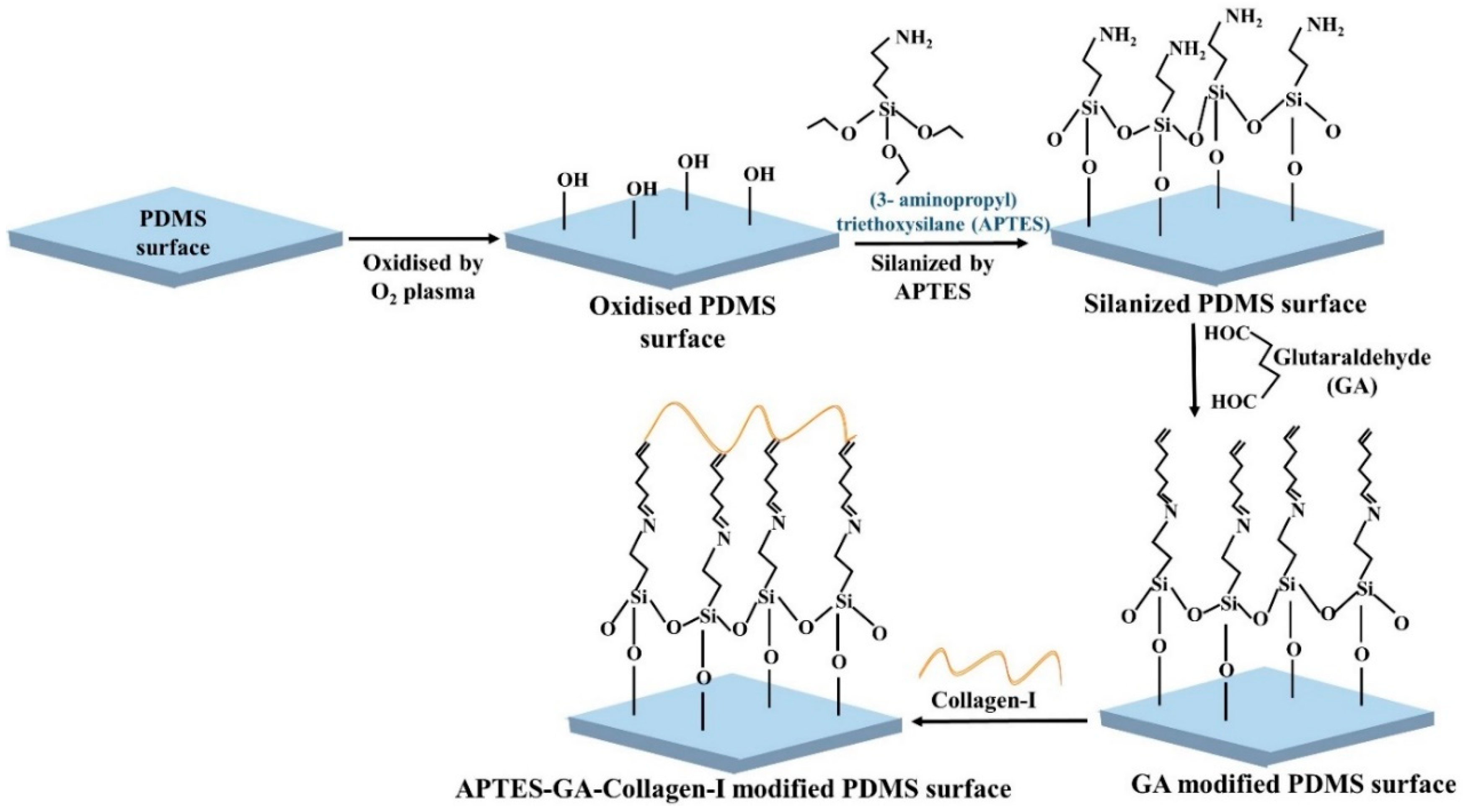 Hydrophilic Surface Modification Of Pdms For Droplet Microfluidics | My ...