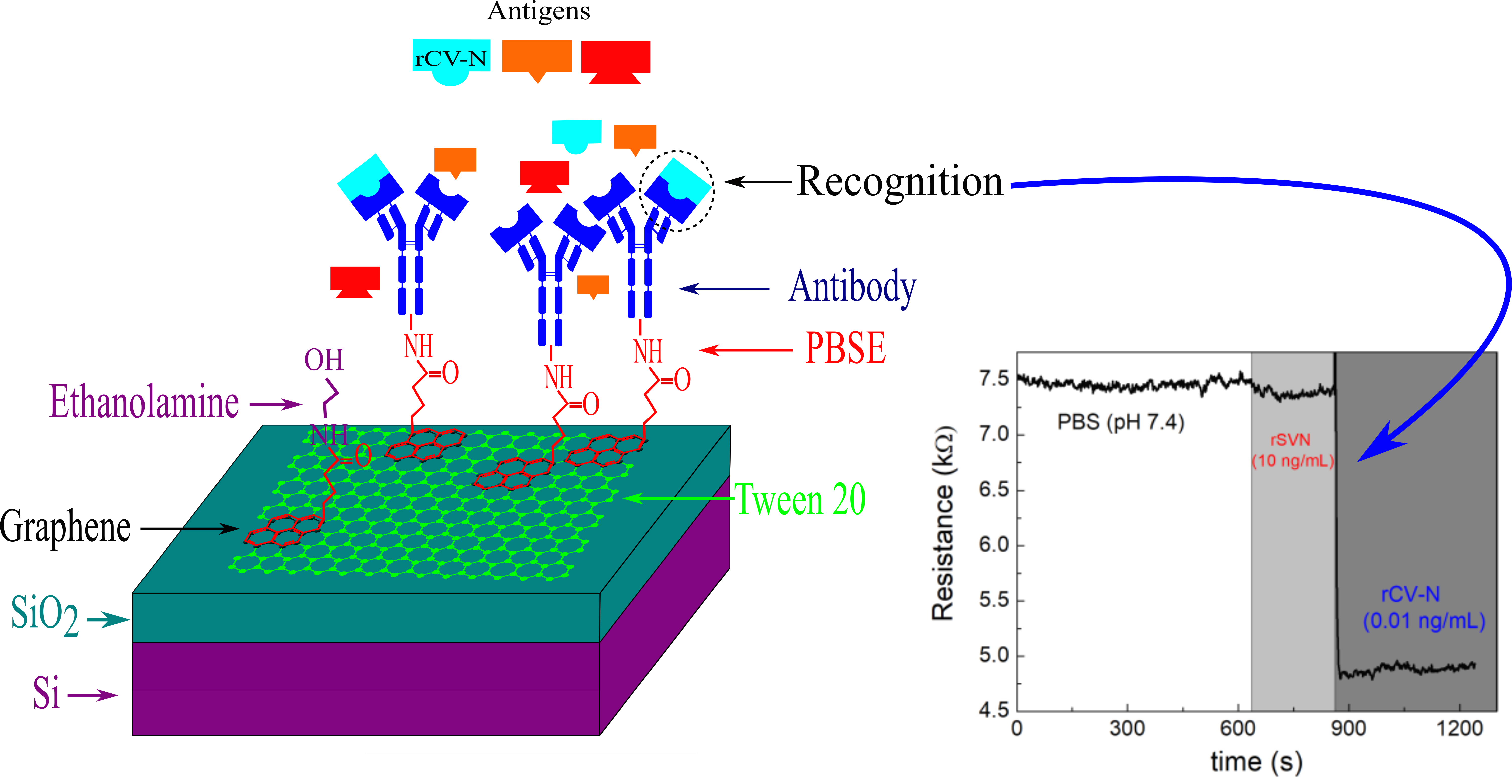 Biosensors Free Full Text Development Of A Graphene Based Biosensor For Detecting