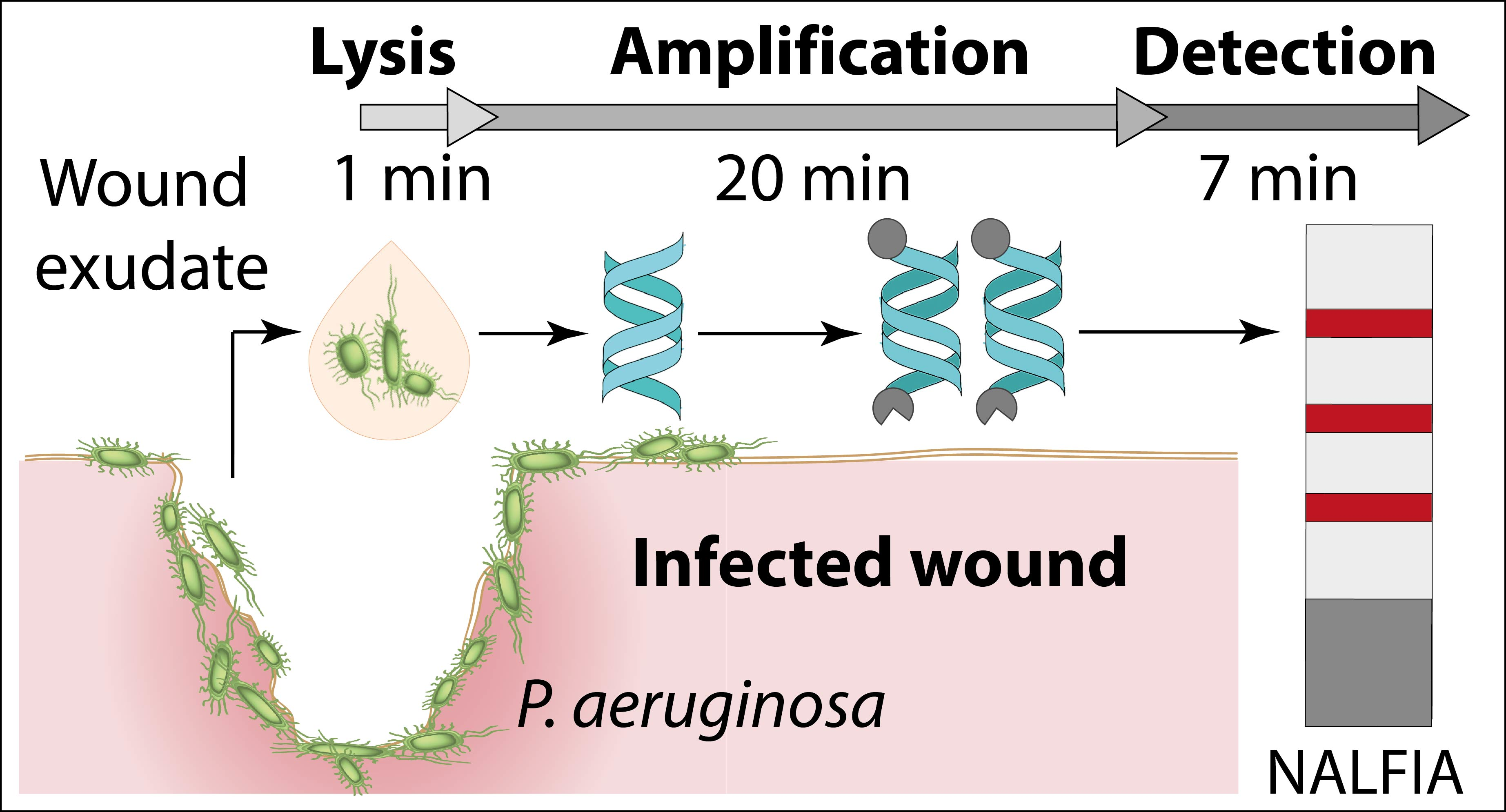 Biosensors Free Full Text Rapid Detection Of Pathogens In Wound Exudate Via Nucleic Acid