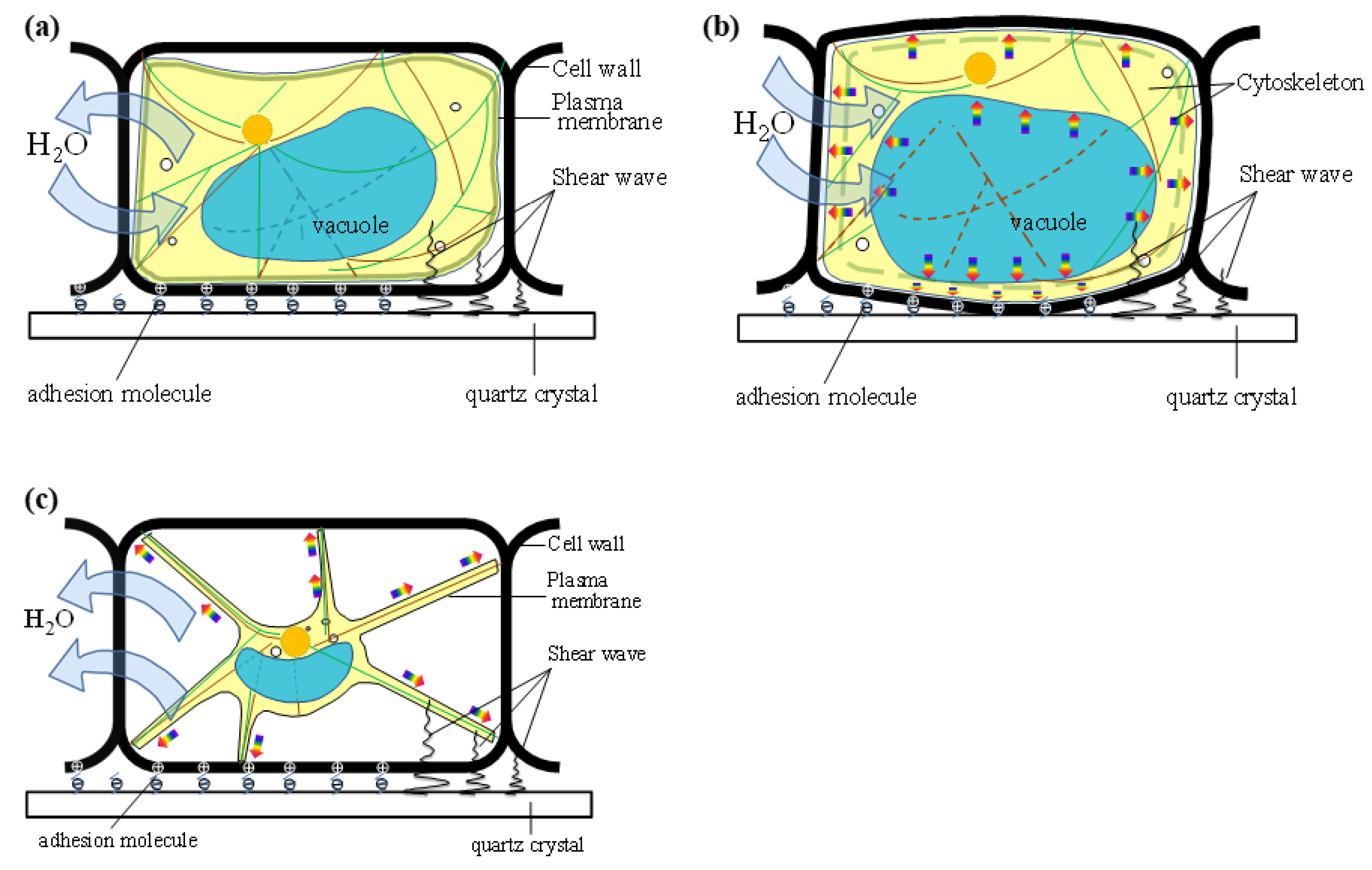 Biosensors Free Full Text Quartz Crystal Microbalance With Dissipation Monitoring Of Dynamic Viscoelastic Changes Of Tobacco By 2 Cells Under Different Osmotic Conditions Html