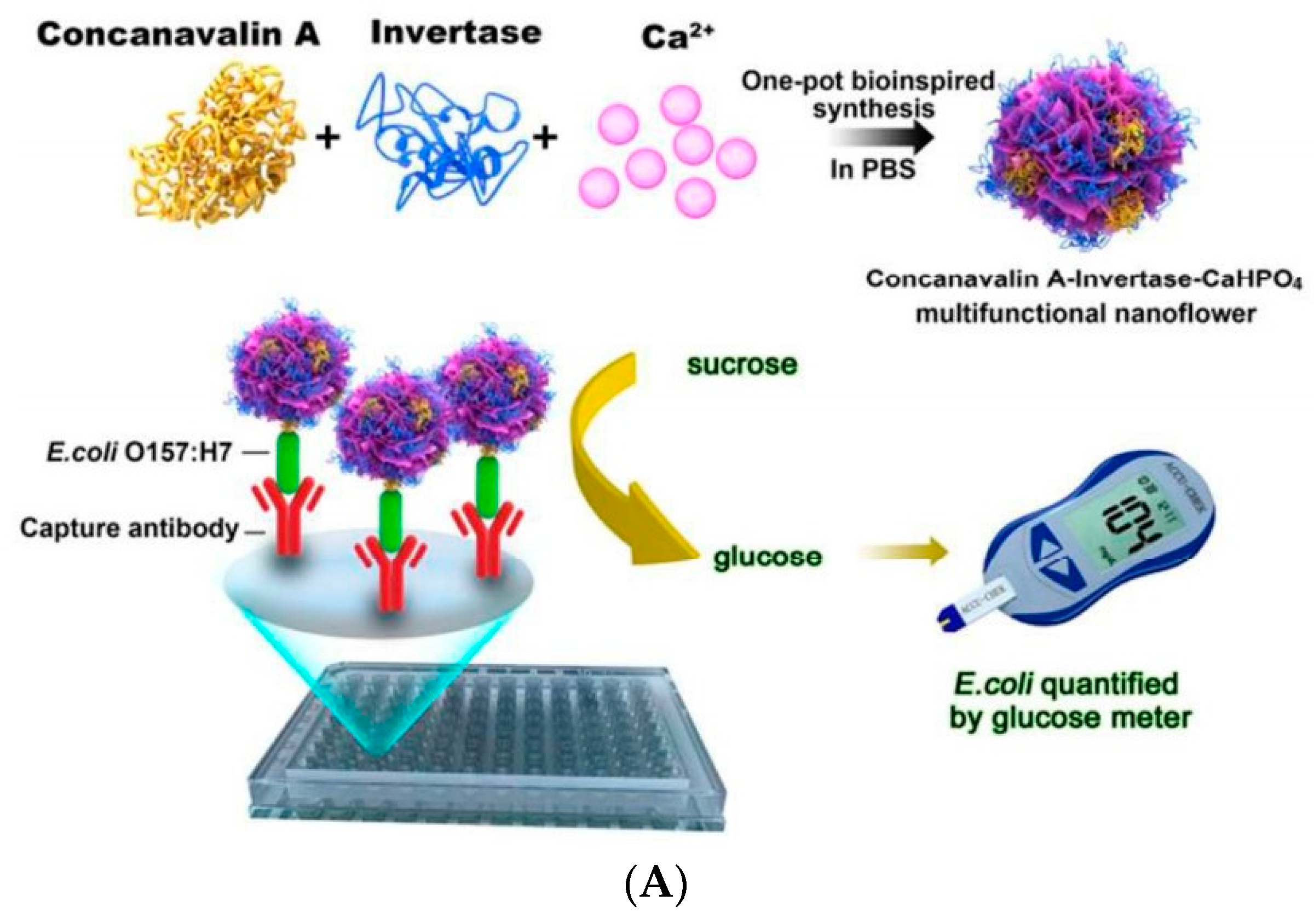 Biosensors Free FullText Biosensors Coupled with Signal