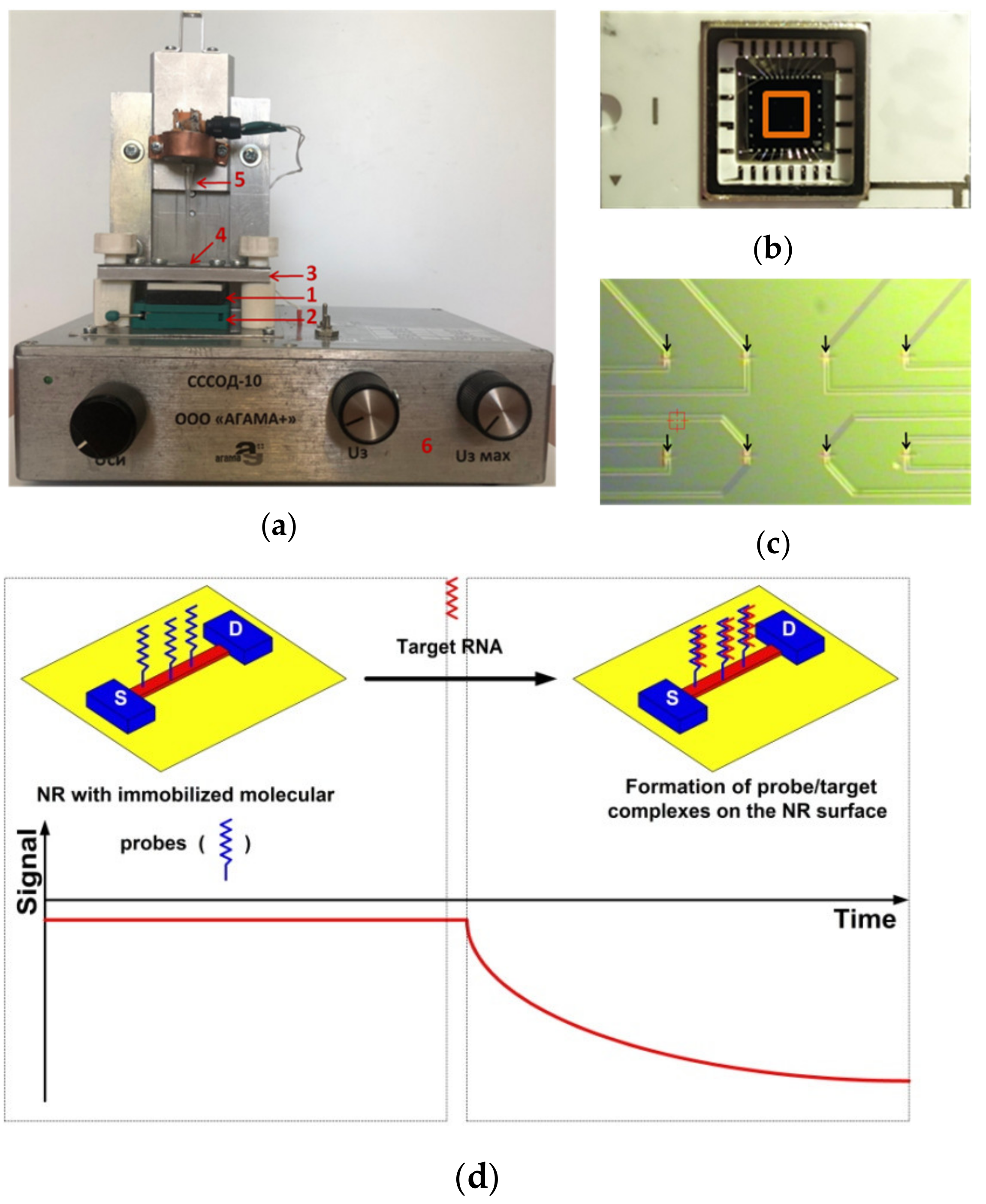 Biosensors 11 00237 g001