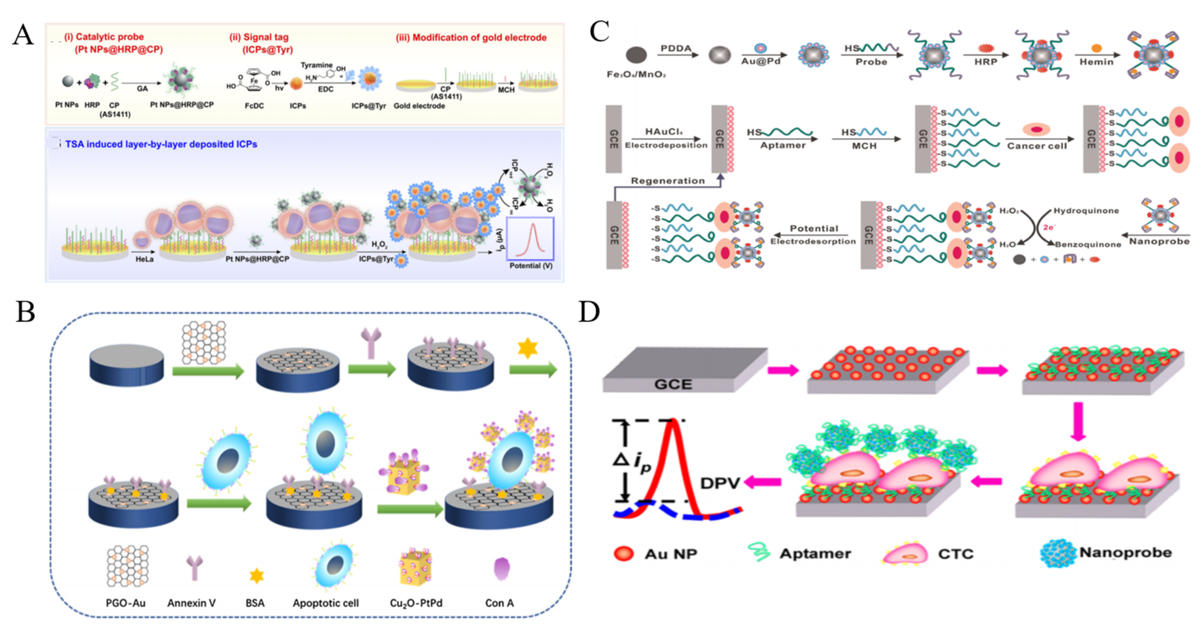 Biosensors Free Full Text Recent Development Of Nanomaterials Based Cytosensors For The Detection Of Circulating Tumor Cells Html