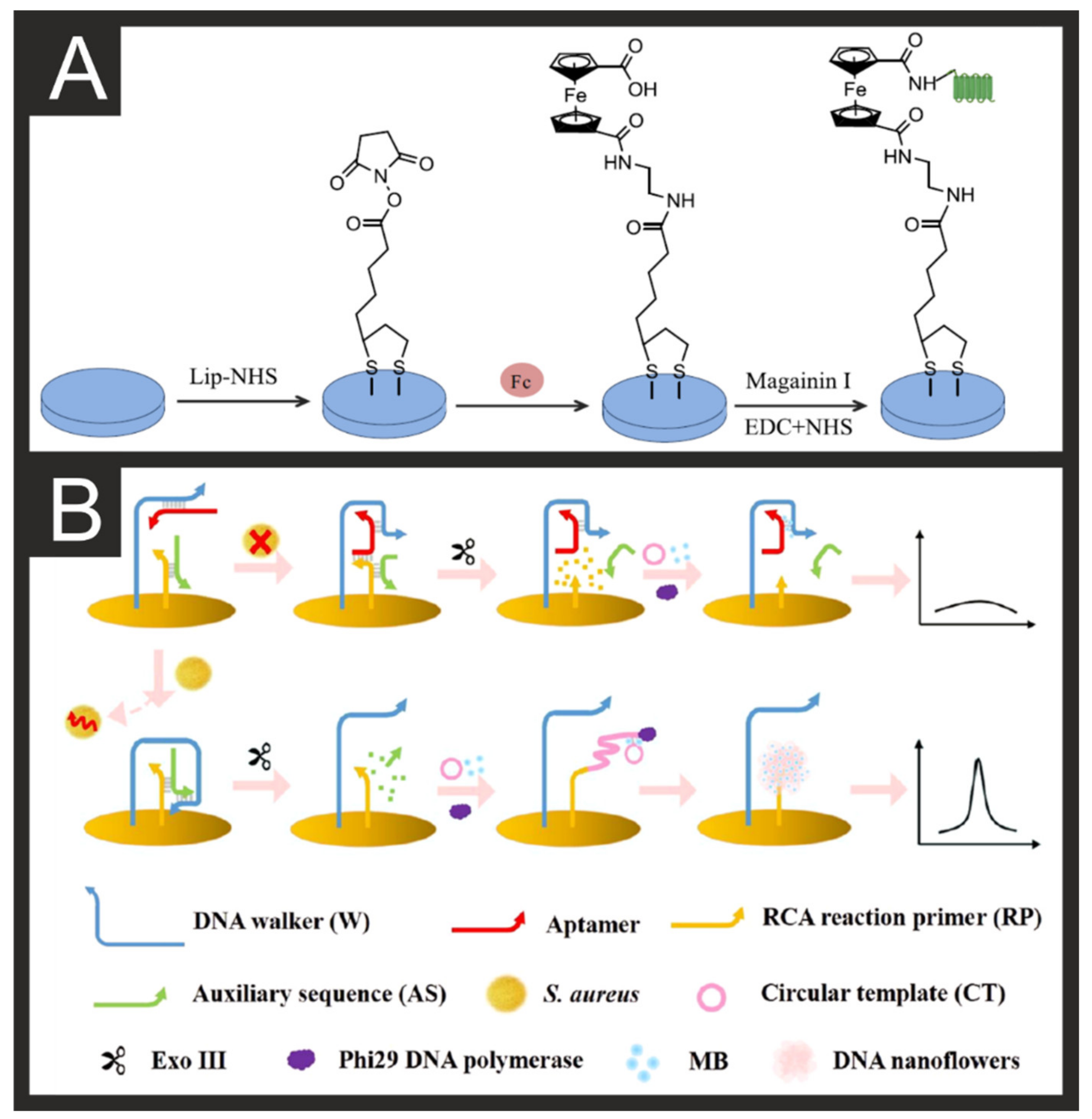 Biosensors Free Full Text Electroanalytical Overview Electrochemical Sensing Platforms For Food And Drink Safety Html