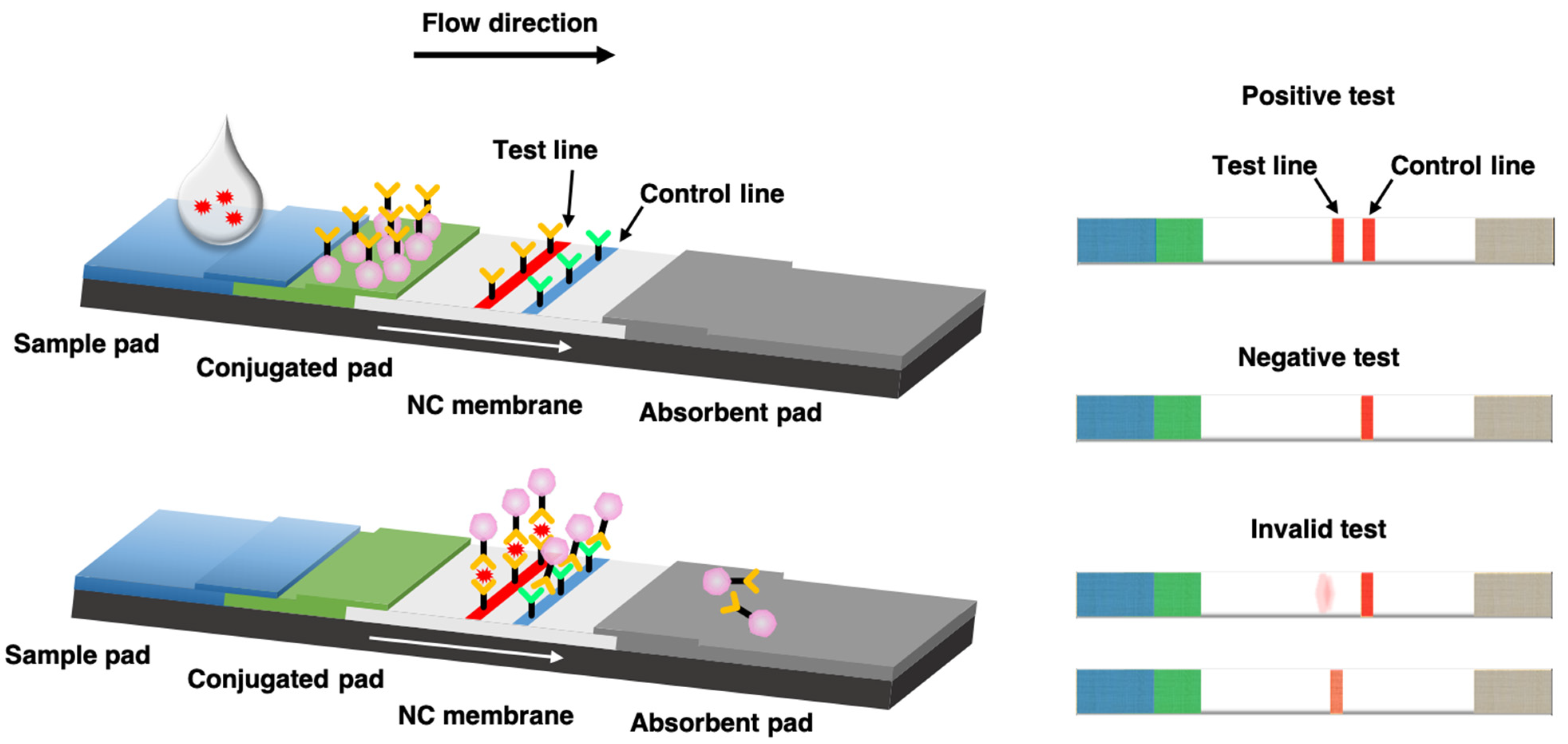 Biosensors | Free Full-Text | Recent Advances in Novel Lateral Flow  Technologies for Detection of COVID-19