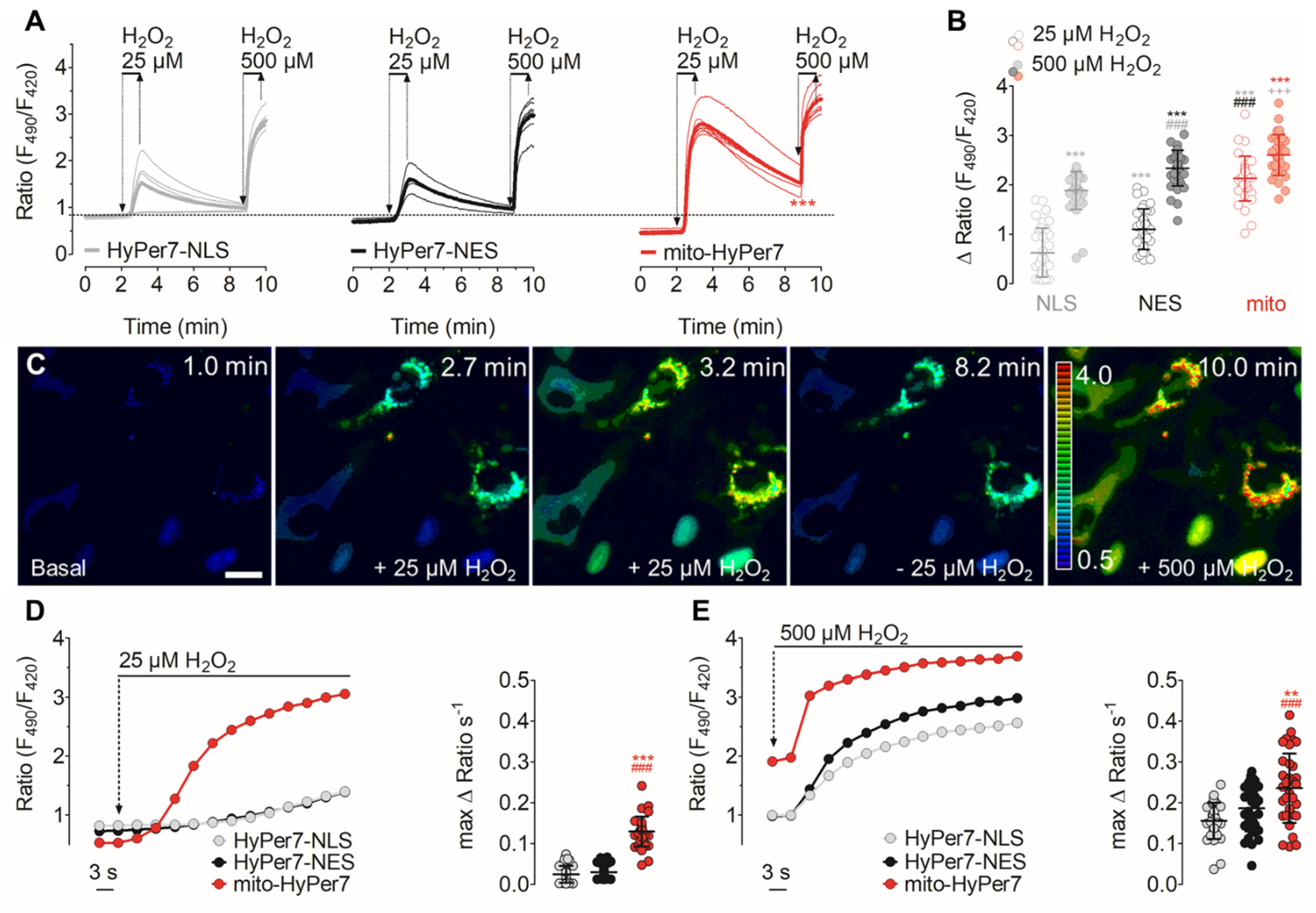 Biosensors 11 00338 g003 Biosensors 11 00338 g003