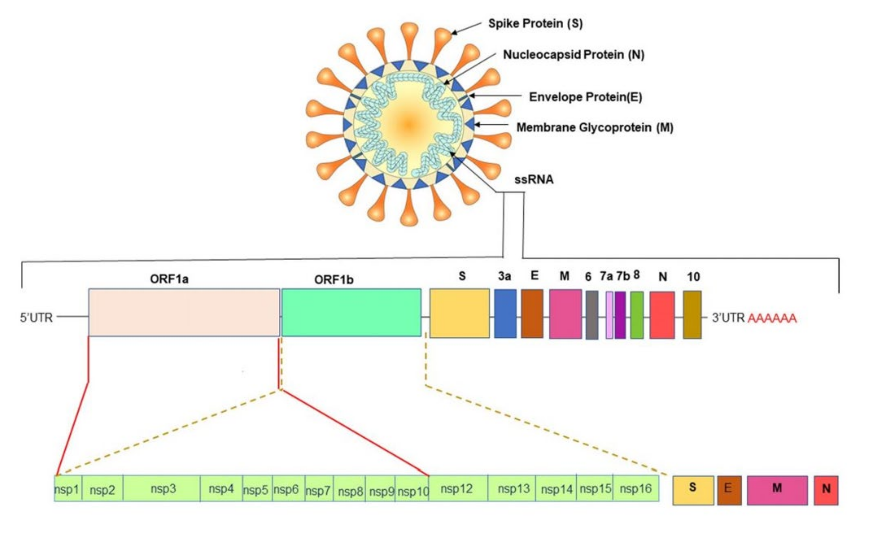 Biosensors | Free Full-Text | A Review Of THz Technologies For Rapid ...