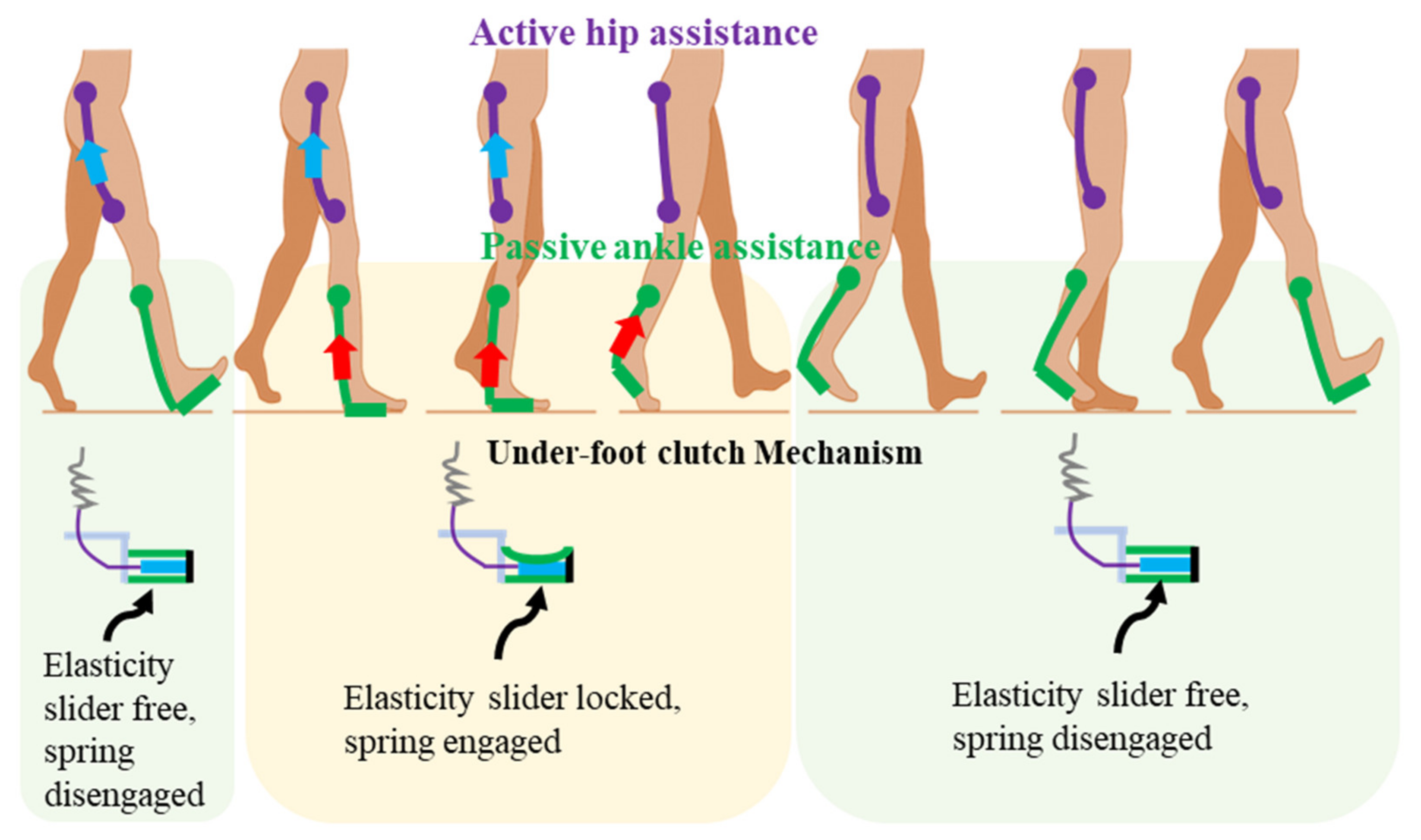 Biomechanical effects of passive hip springs during walking - ScienceDirect