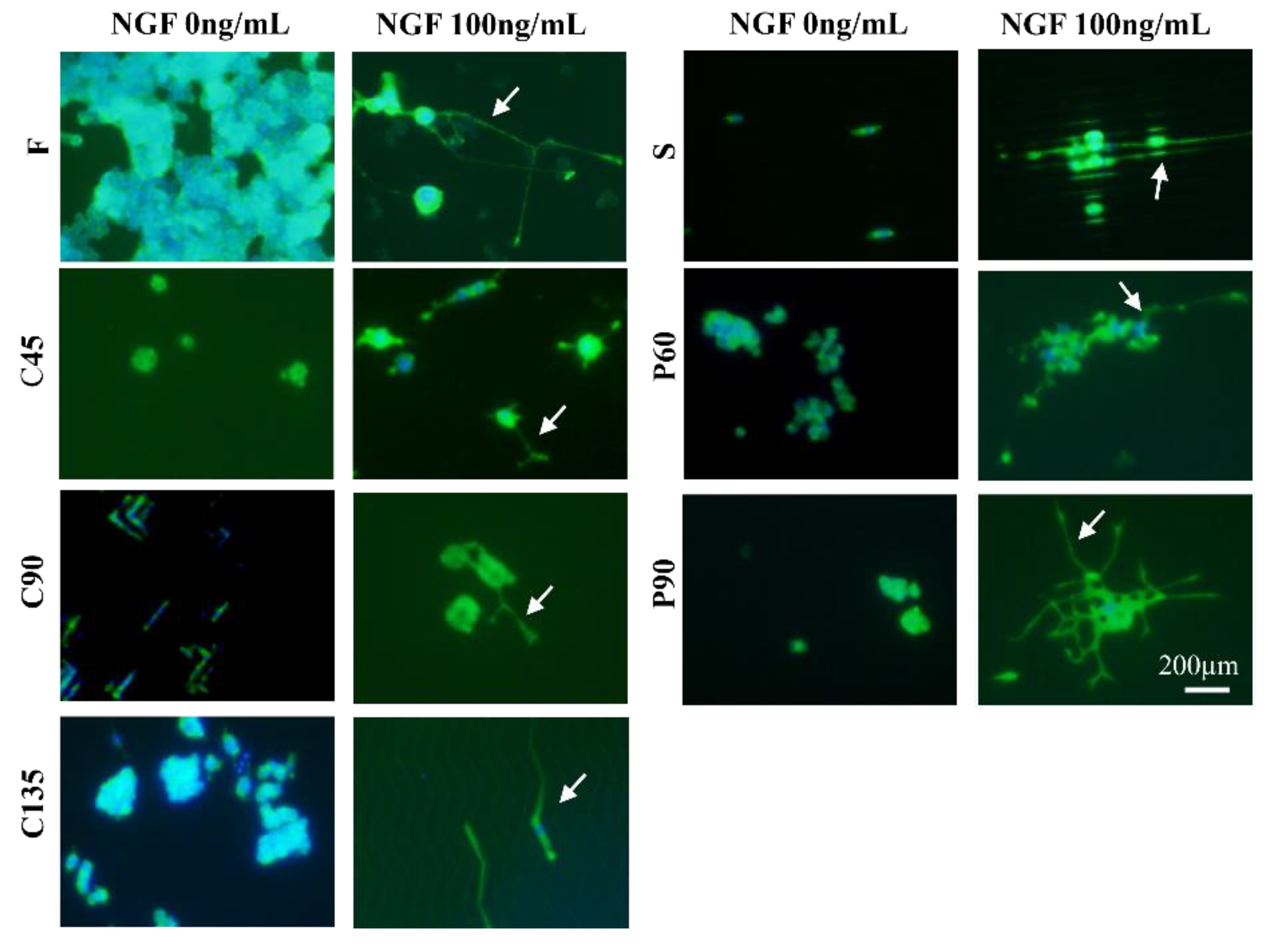 Biosensors 11 00399 g002