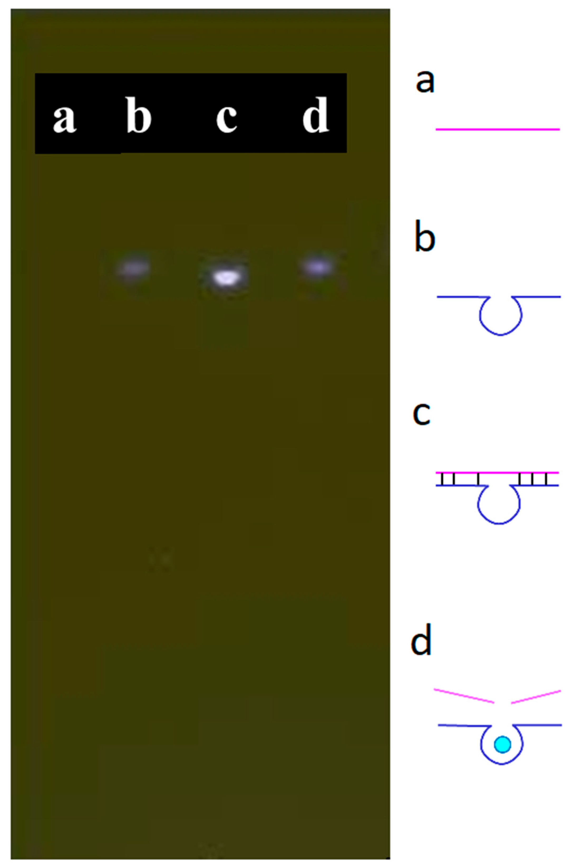 Biosensors 11 00422 g001