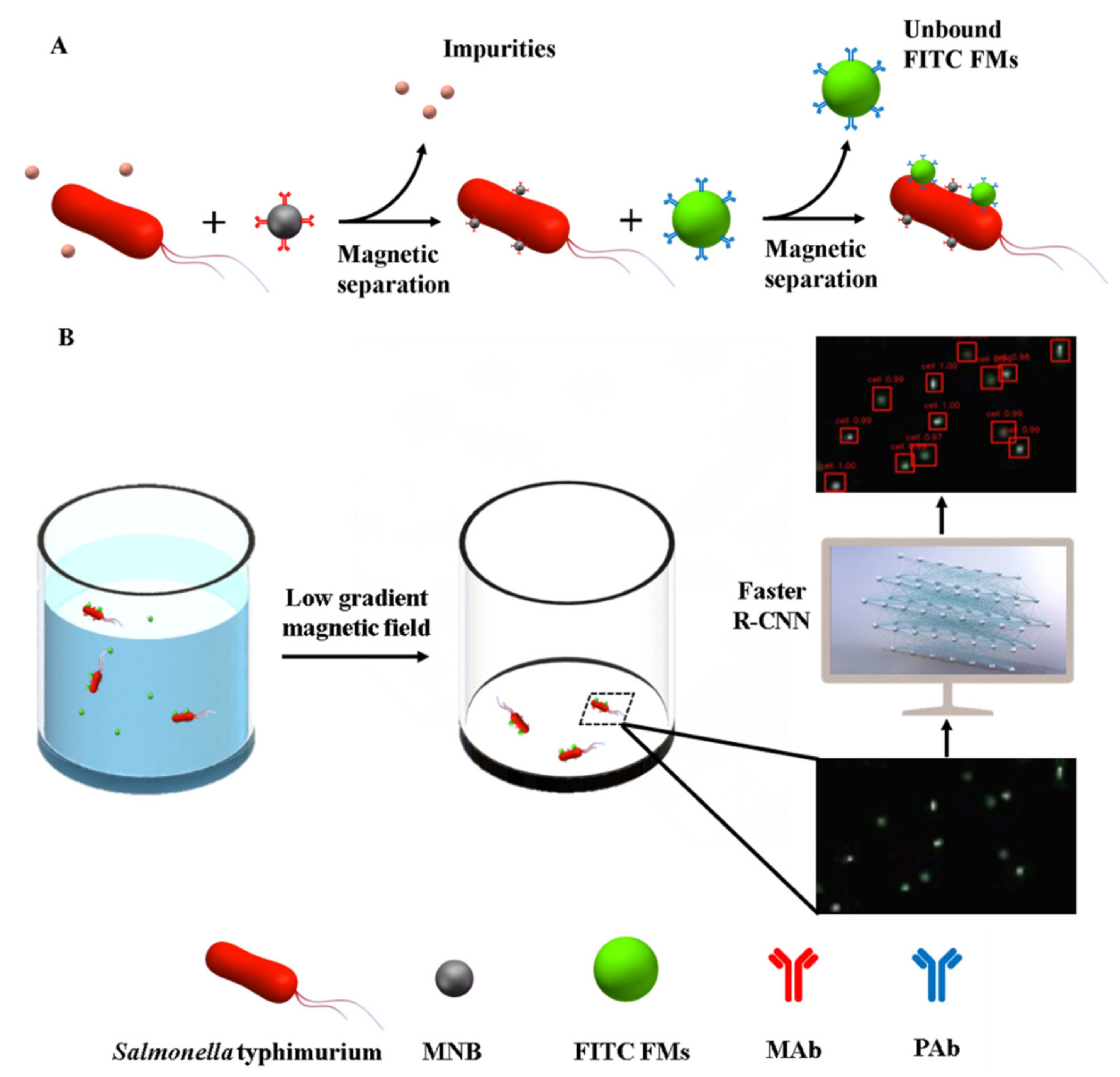 Biosensors Free Full Text A Fluorescent Biosensor For Sensitive