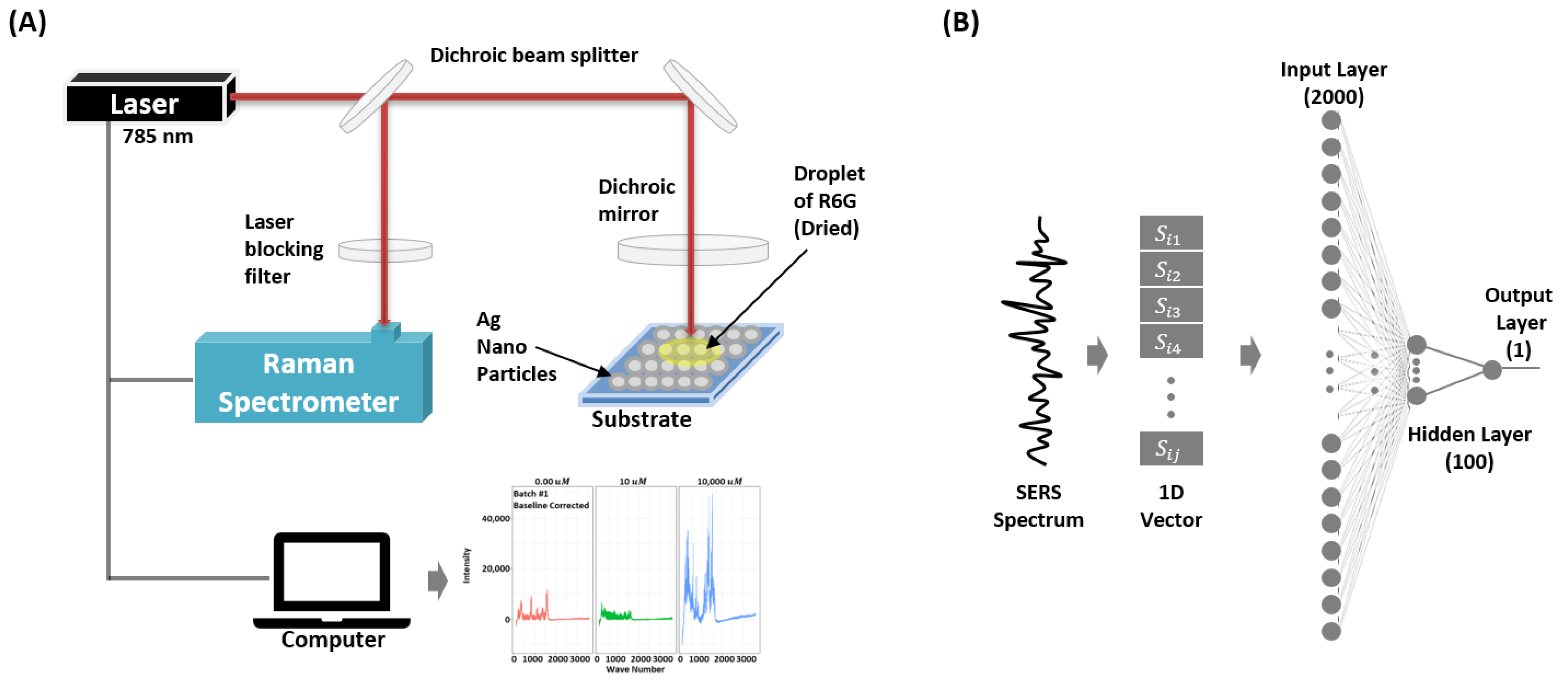 Biosensors | Free Full-Text | SERSNet: Surface-Enhanced Raman Spectroscopy  Based Biomolecule Detection Using Deep Neural Network