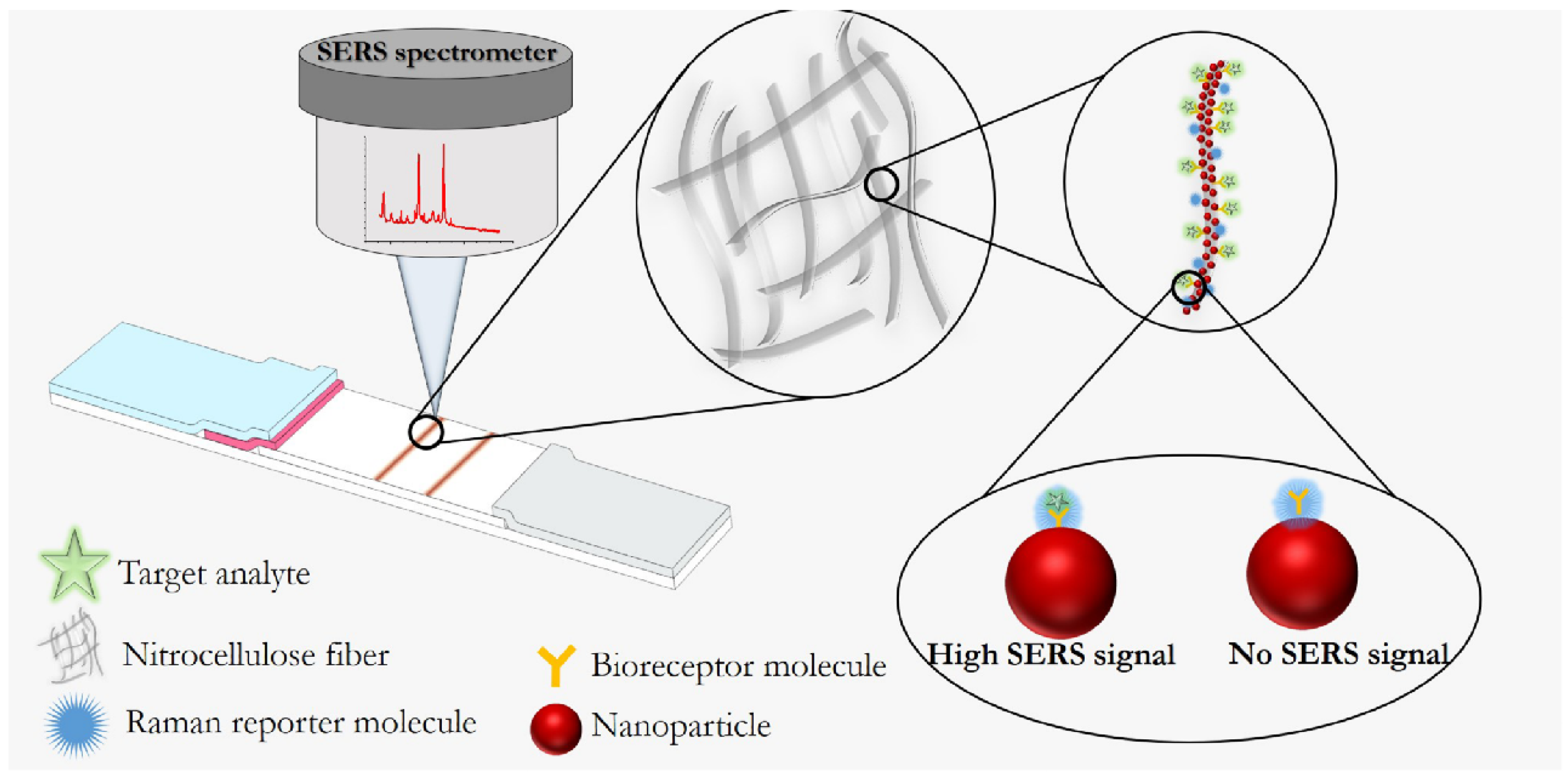 Biosensors 11 00512 g007 Biosensors 11 00512 g007