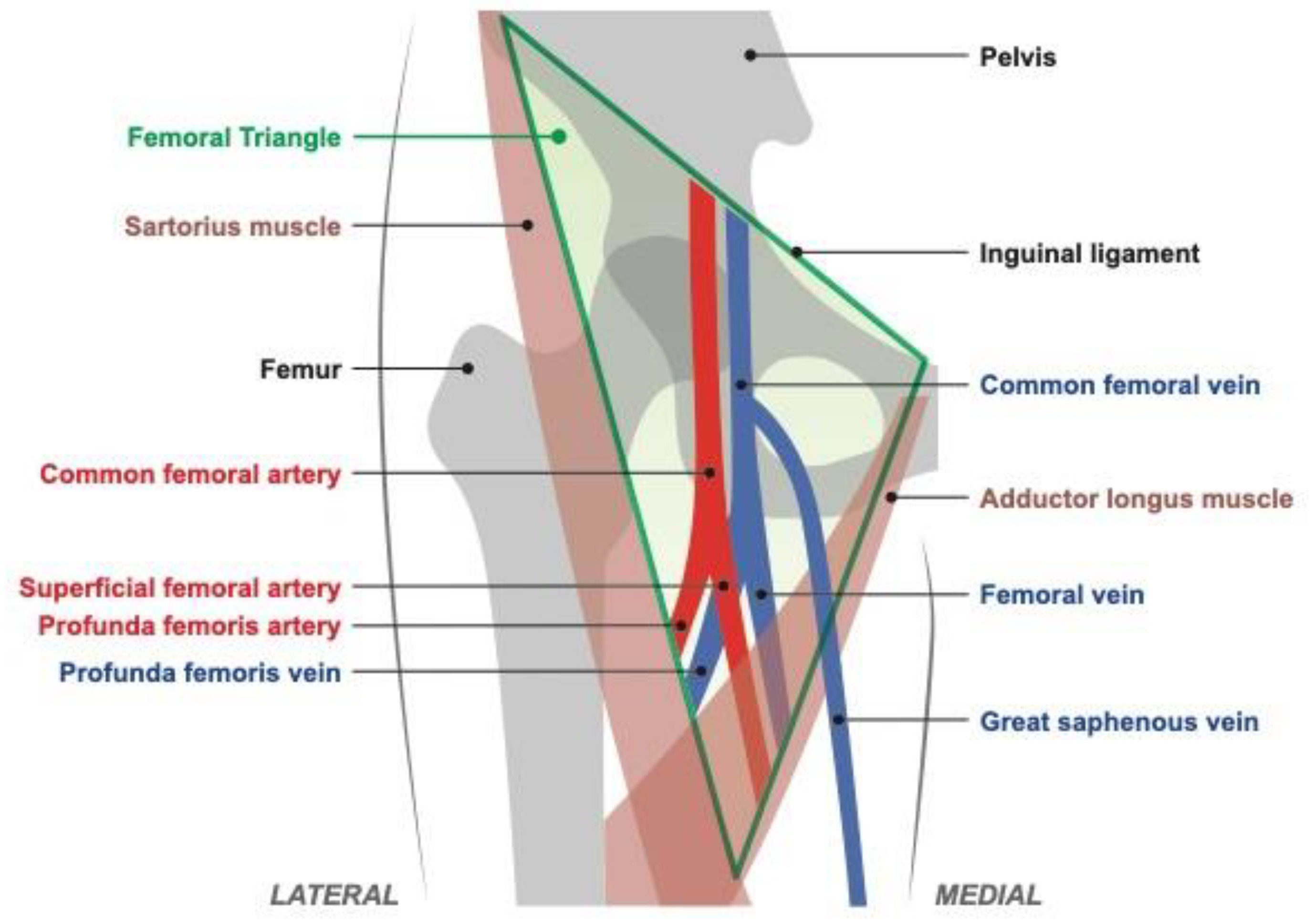 femoral artery and vein