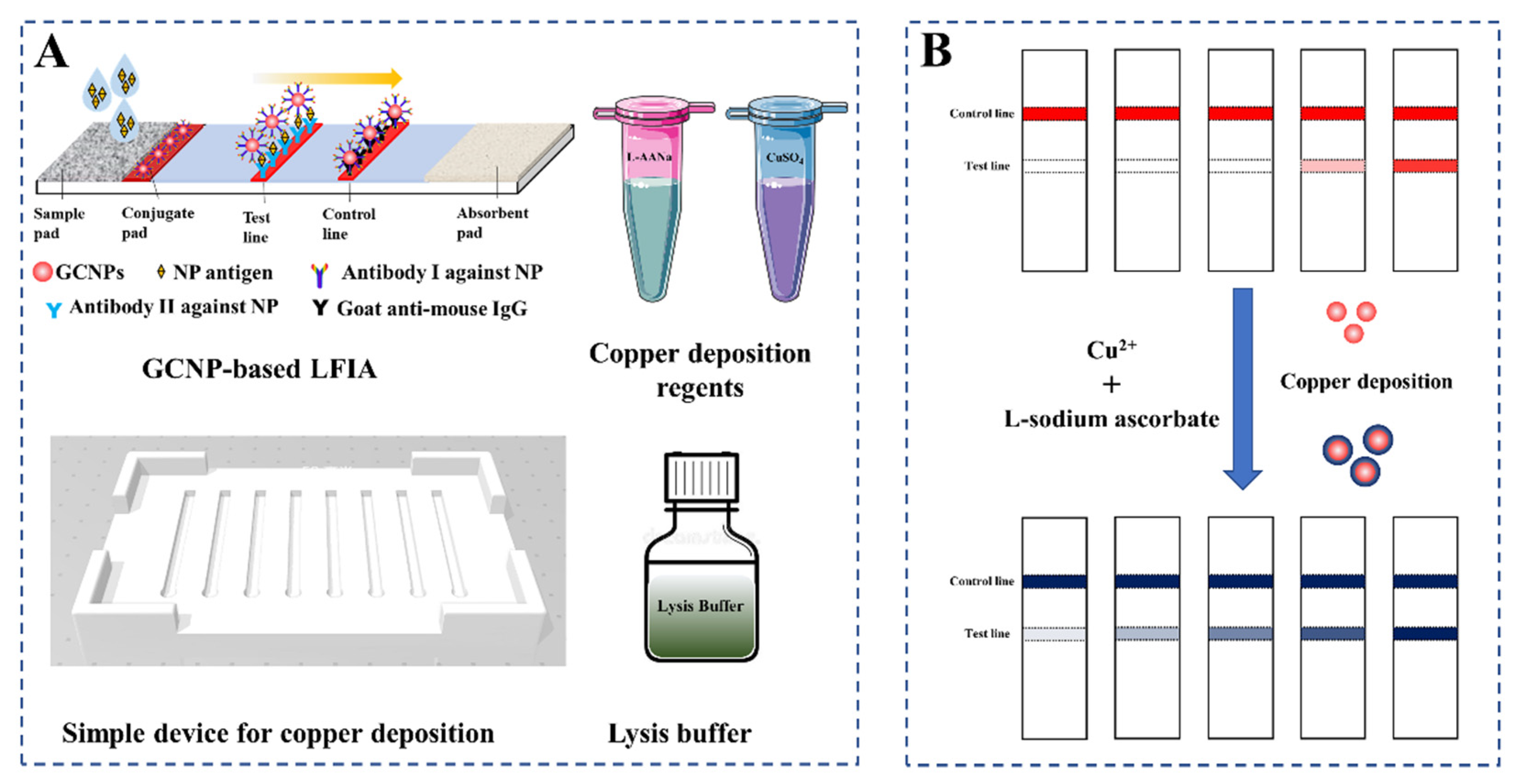 Biosensors Free Full Text Lateral Flow Immunoassay Coupled With Copper Enhancement For Rapid