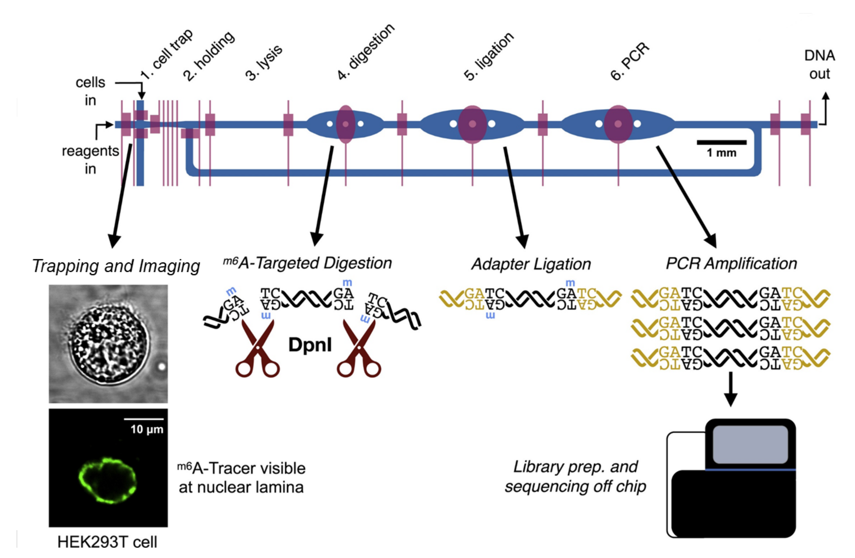 Biosensors 12 00058 g003