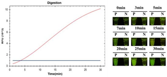 Immunocapture Magnetic Beads Enhanced The LAMP-CRISPR/Cas12a Method For ...